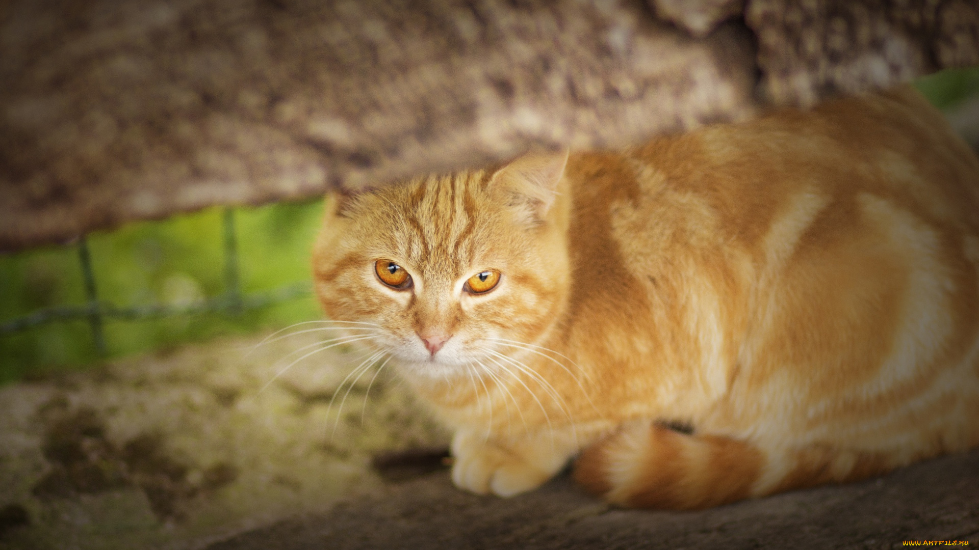 животные, коты, рыжий, кот, рыжая, взгляд, кошка