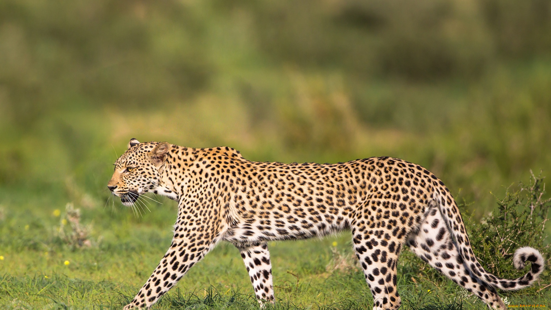 животные, леопарды, дикая, кошка, грация, леопард