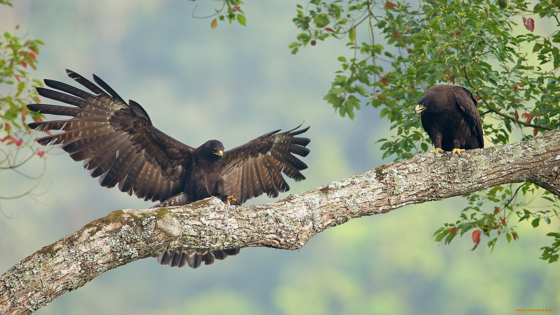 животные, птицы, -, хищники, ястреб, крылья, птица