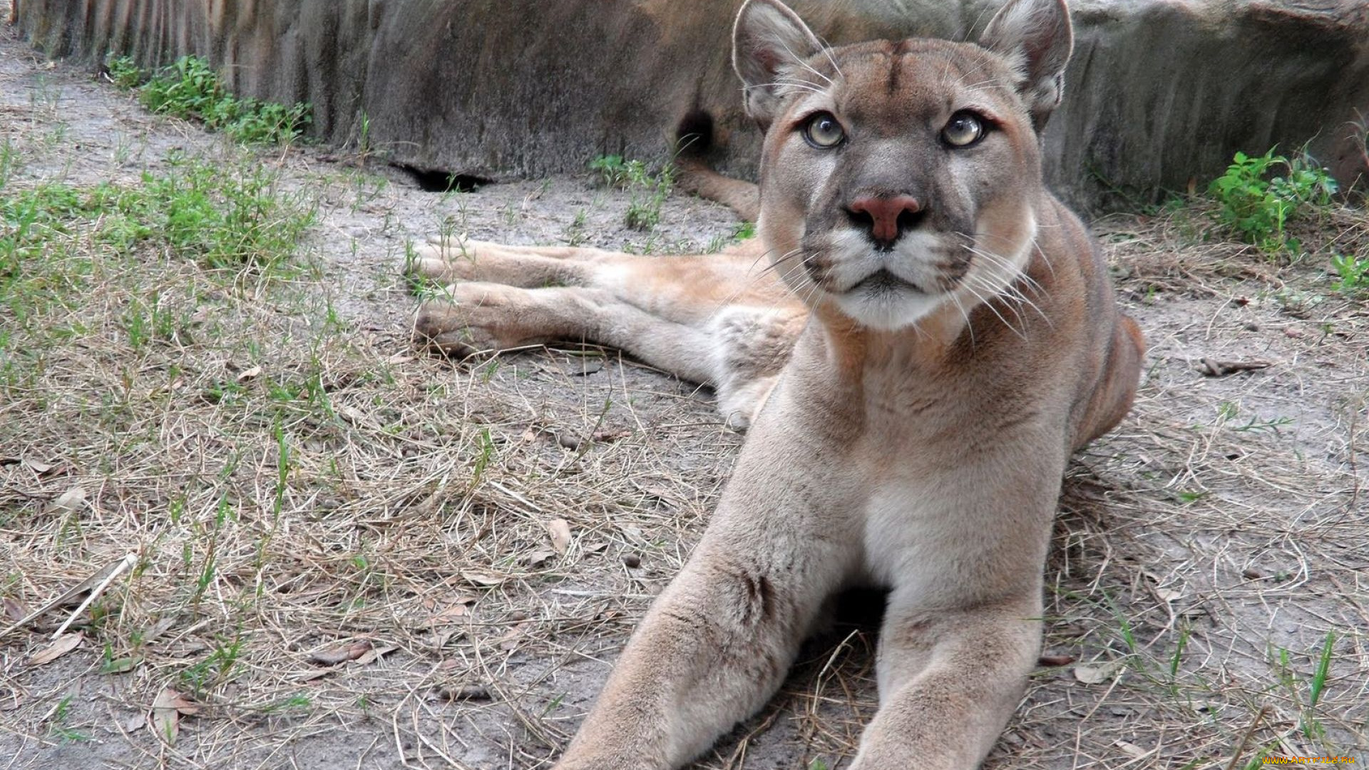 животные, пумы, хищник, зверь, пума