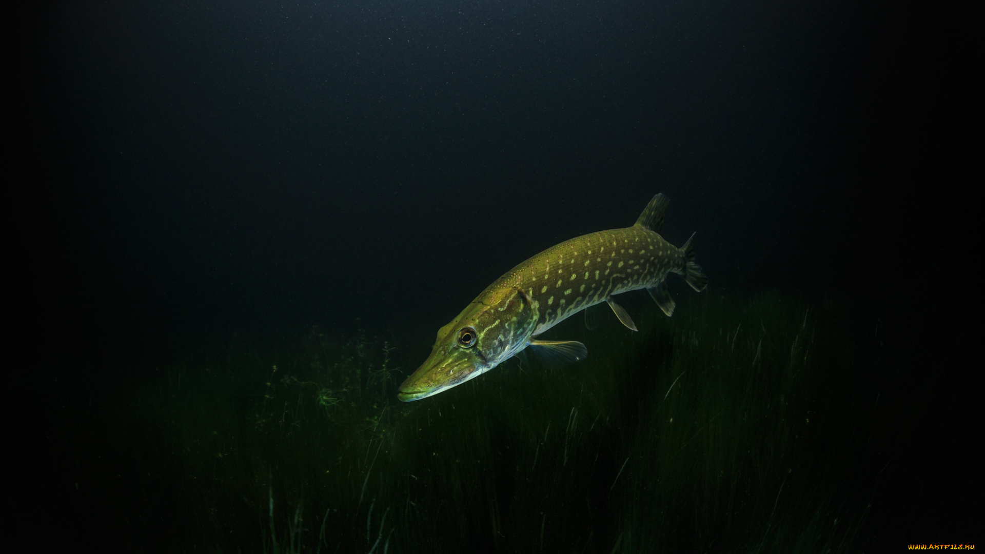 животные, рыбы, щука