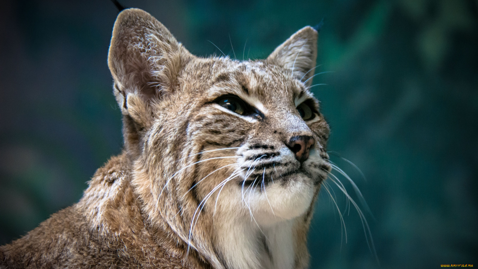 животные, рыси, рысь, портрет, морда, дикая, кошка