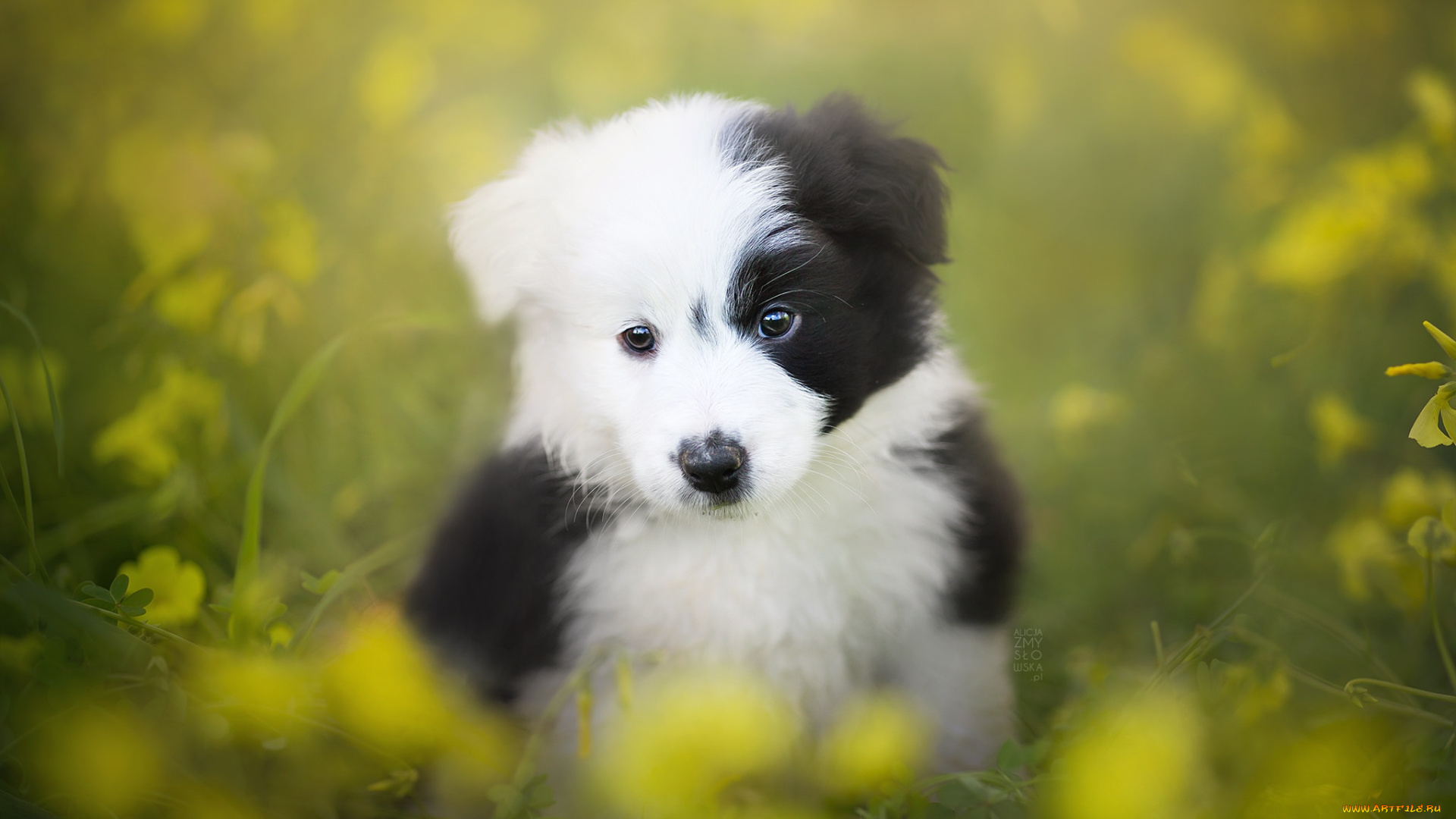 животные, собаки, бутоны, красные, тюльпаны