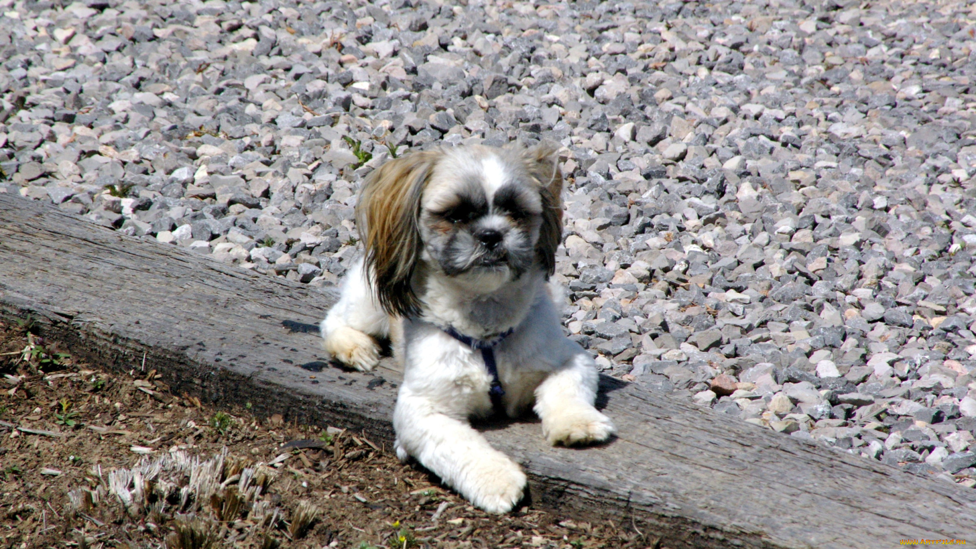 животные, собаки, chihuahua