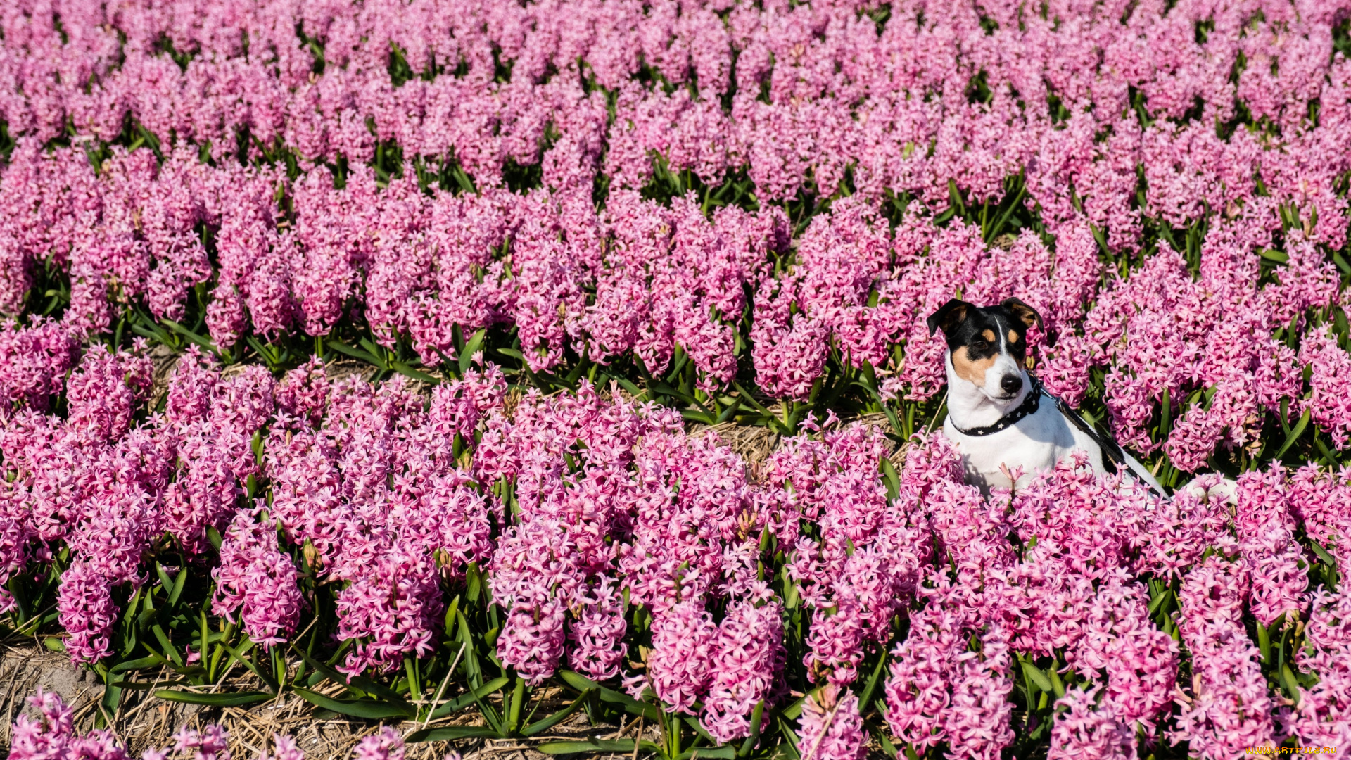животные, собаки, цветы, собака, гиацинты