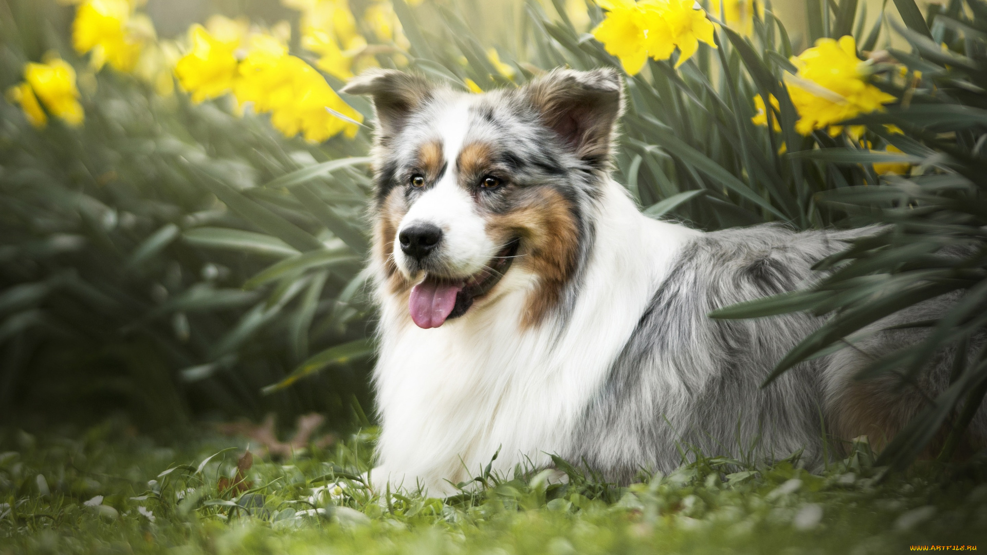 животные, собаки, собака, нарциссы, цветы
