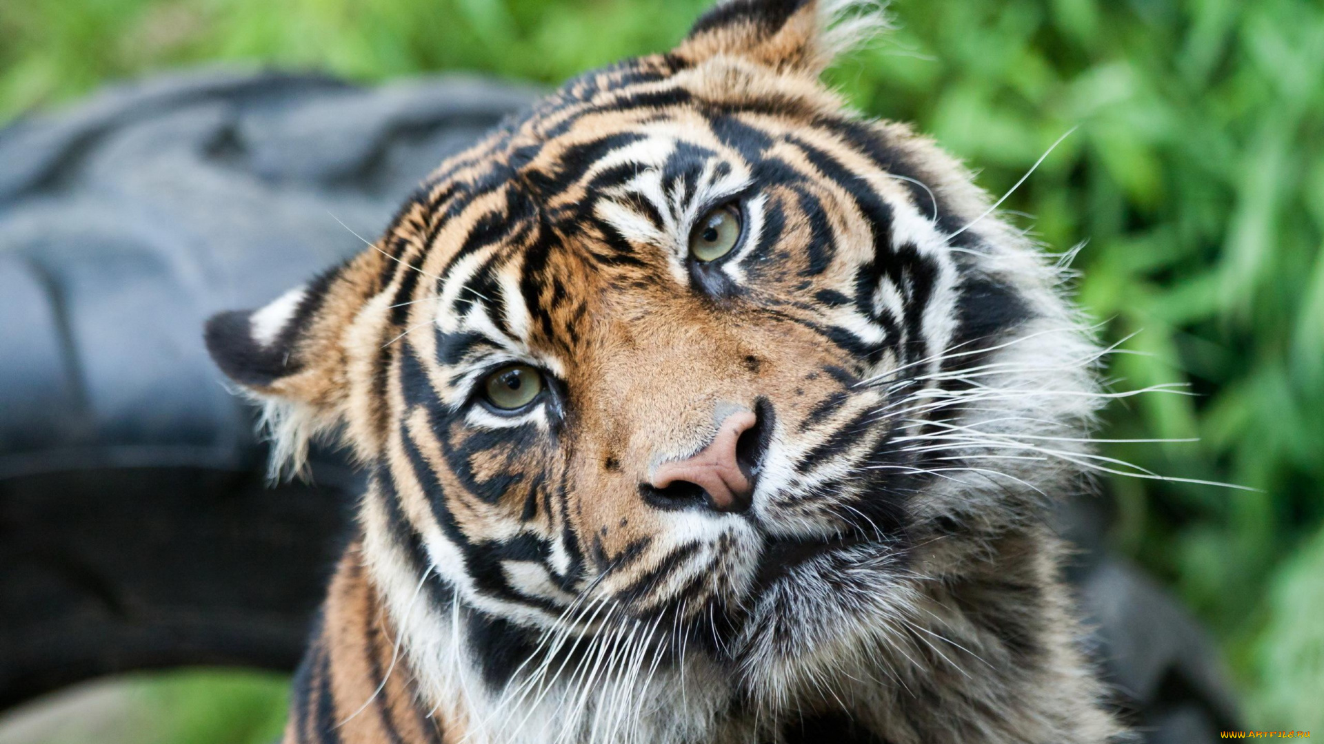 животные, тигры, голова, уши, тигр