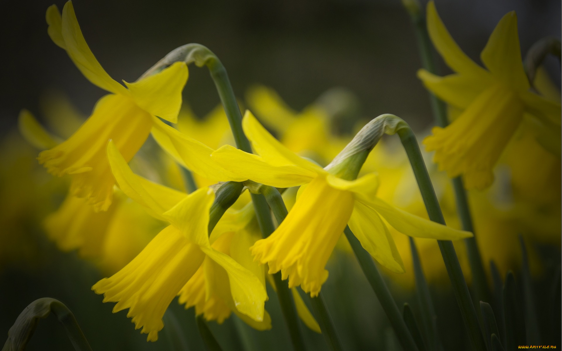 цветы, нарциссы, жёлтые, лепестки