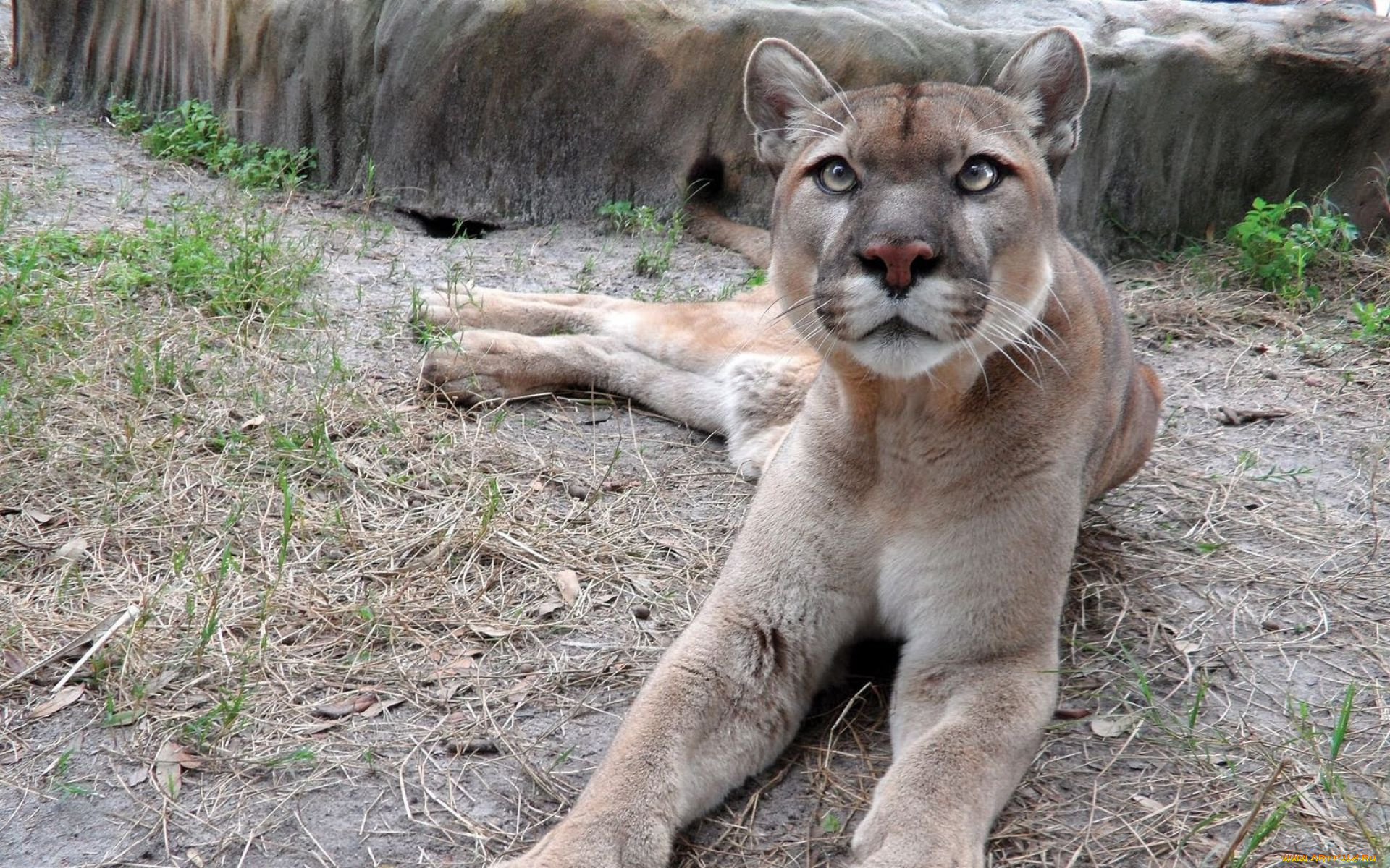 животные, пумы, хищник, зверь, пума