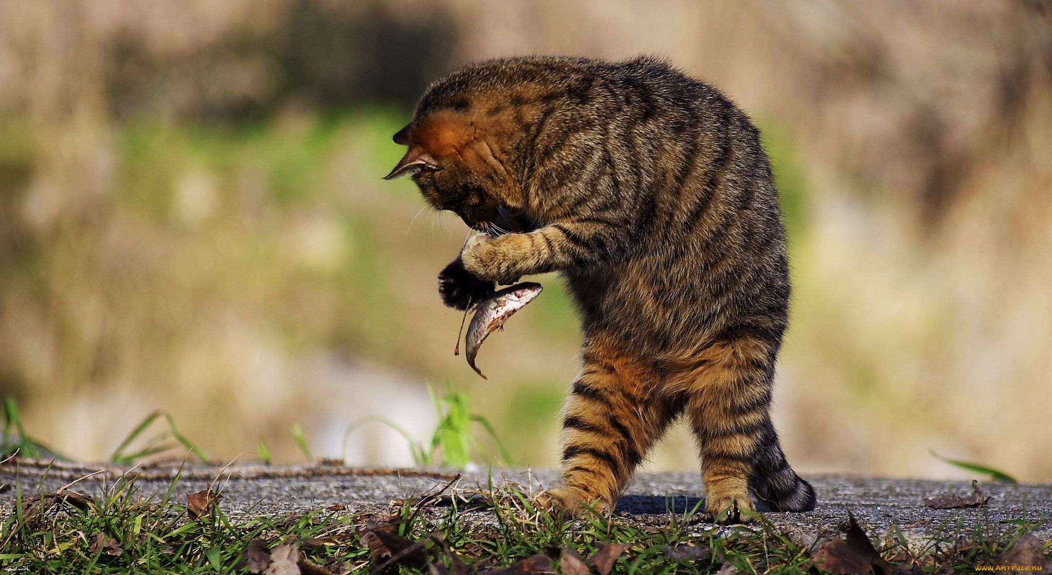 животные, коты, кот, рыбка, кошка