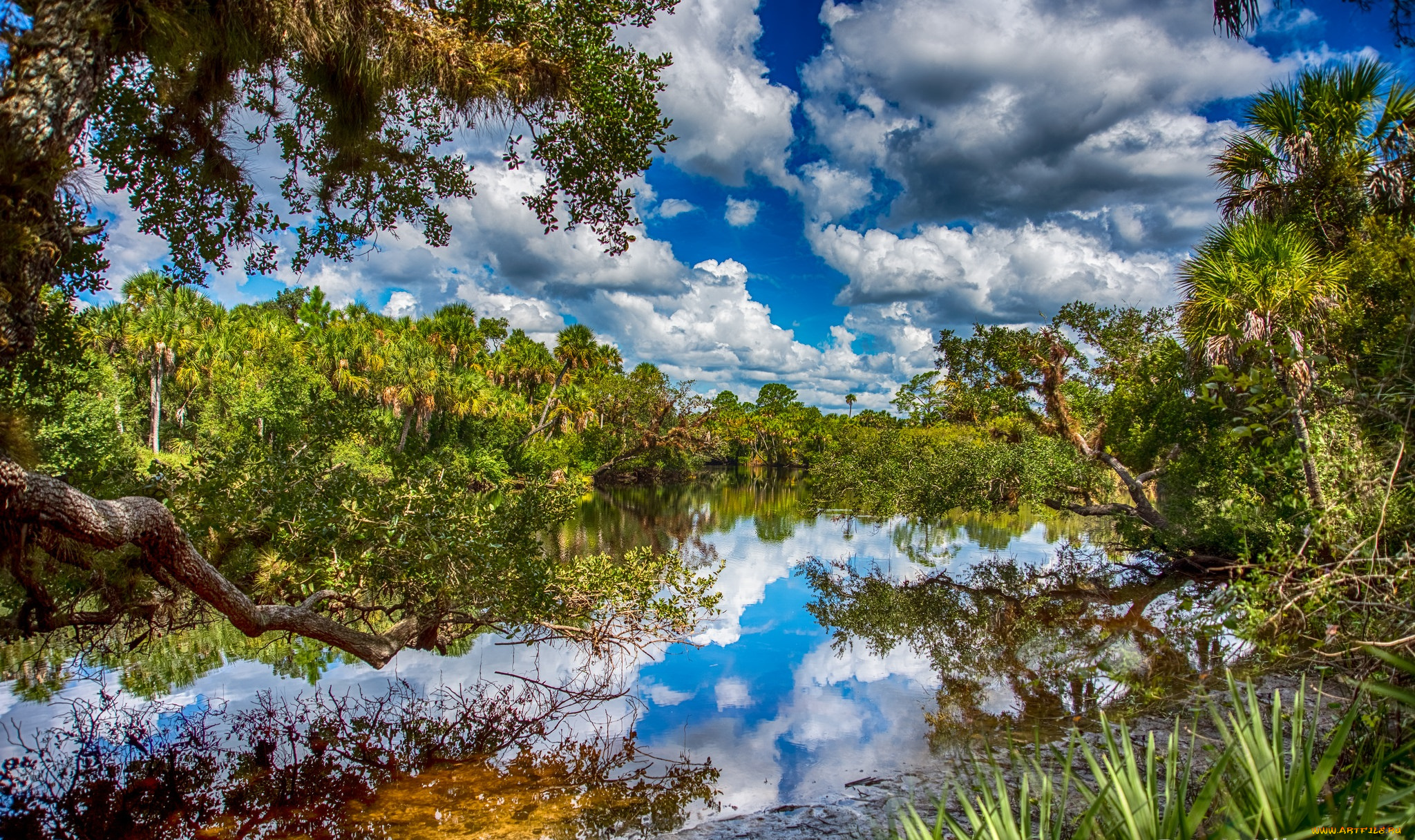 природа, реки, озера, река, лес