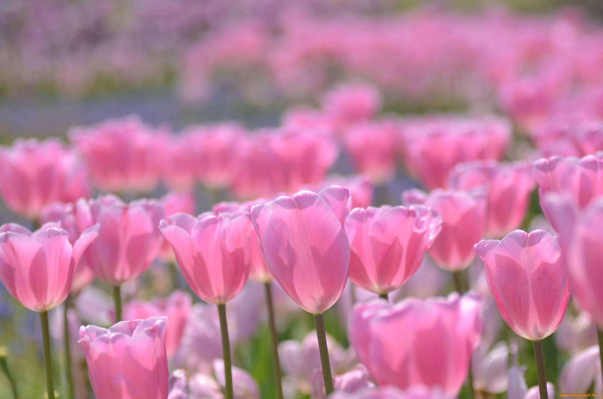 цветы, тюльпаны, розовые, боке, бутоны