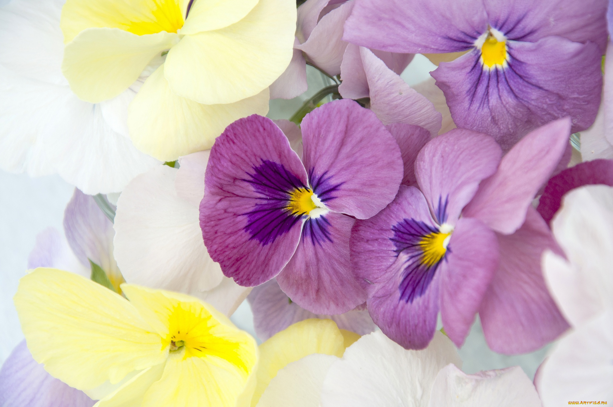 цветы, анютины, глазки, , садовые, фиалки, анютины, глазки, лепестки, макро, фиалка, виттрока
