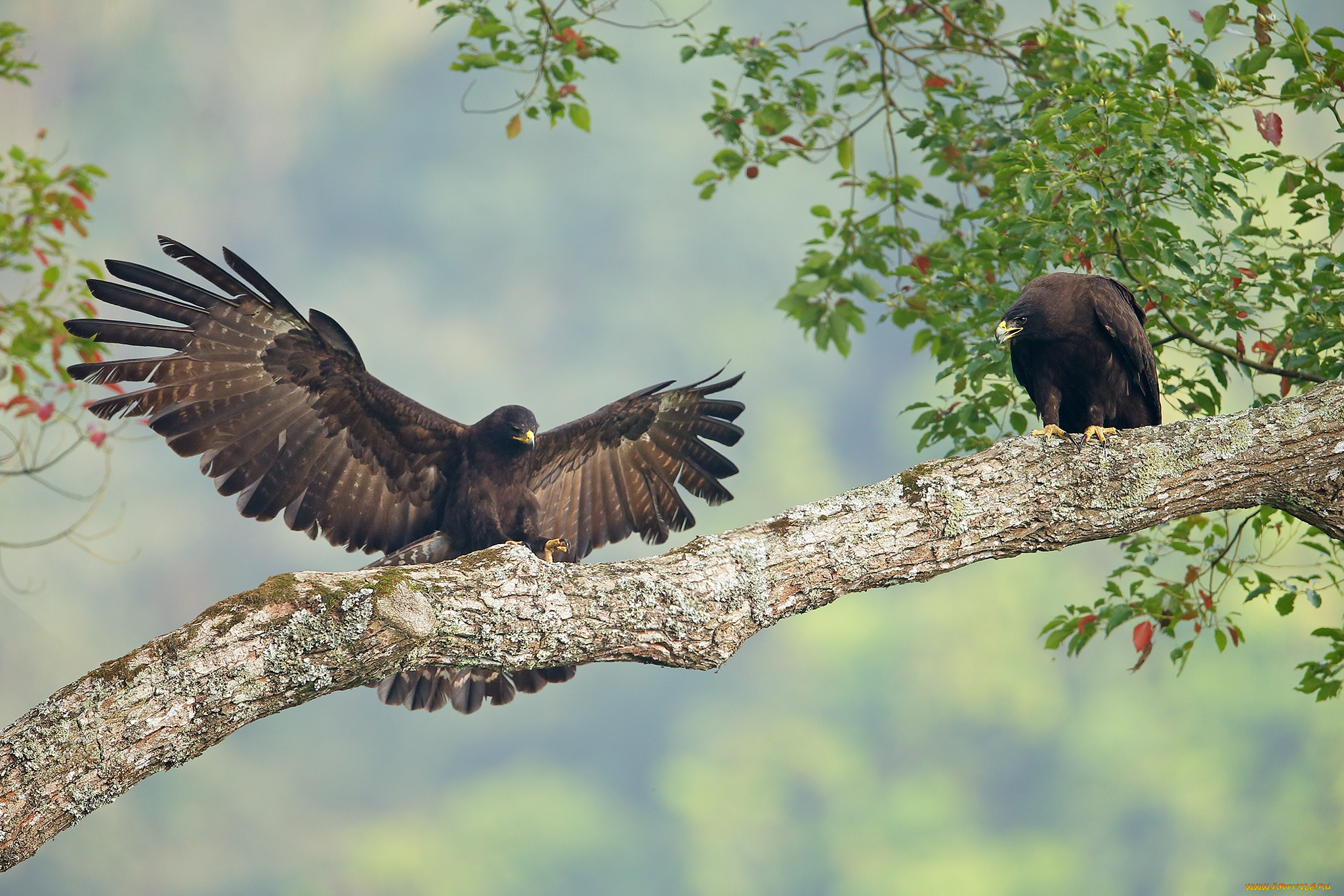 животные, птицы, -, хищники, ястреб, крылья, птица