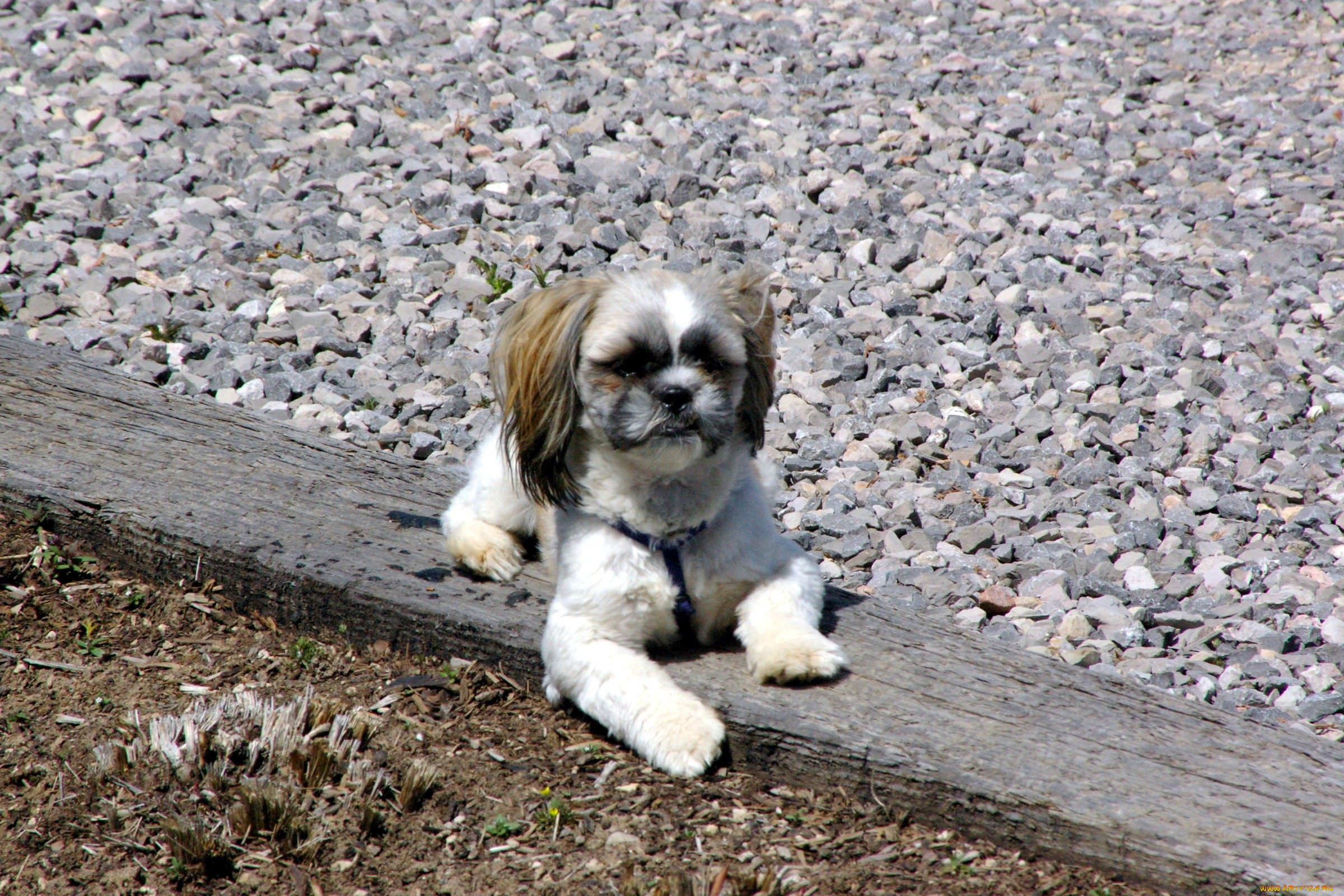 животные, собаки, chihuahua