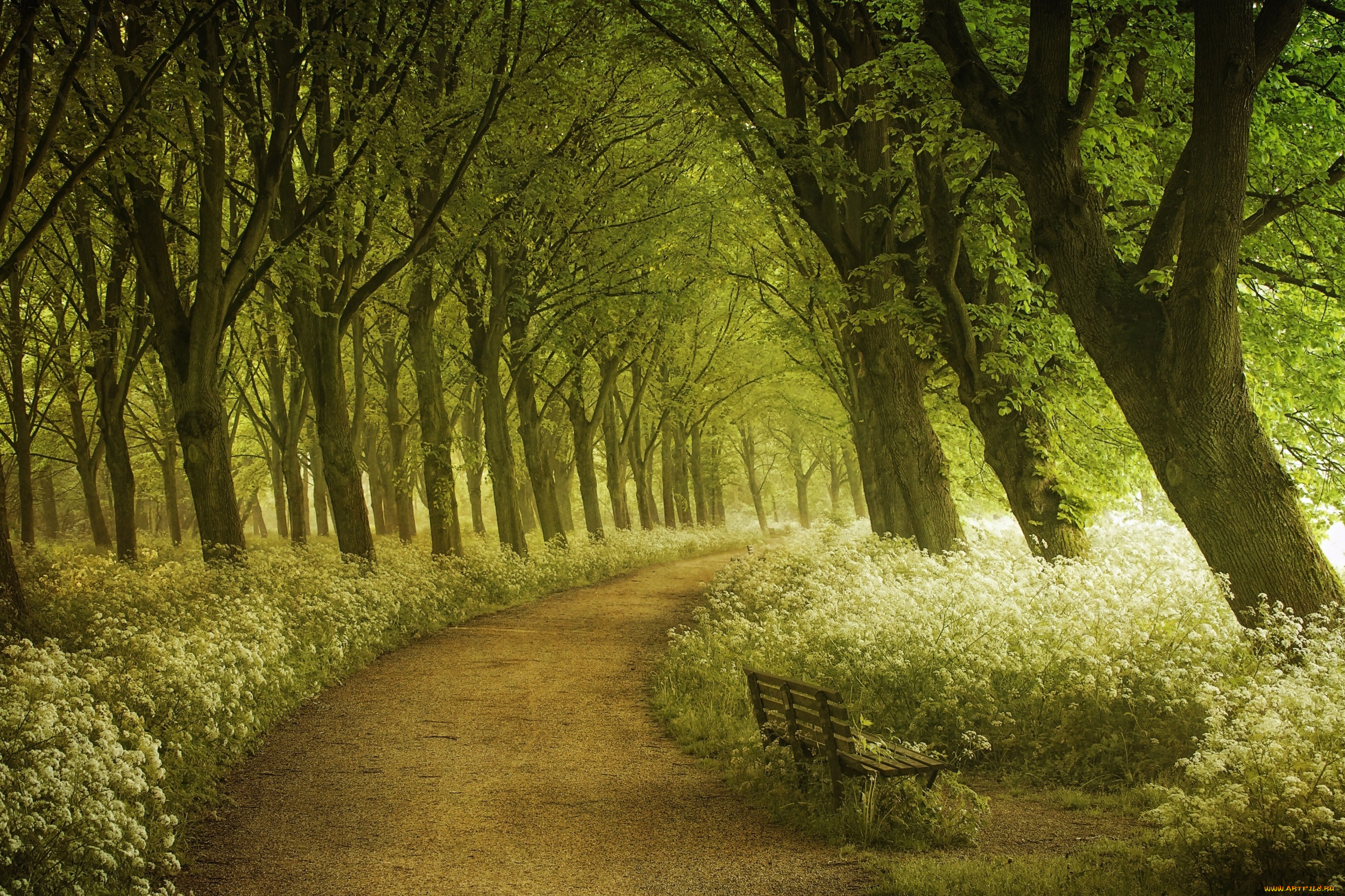 природа, дороги, лето, фотограф, лес, лавка, дорожка, lars, van, de, goor, тропинка, амстердам, весна, свет, деревья