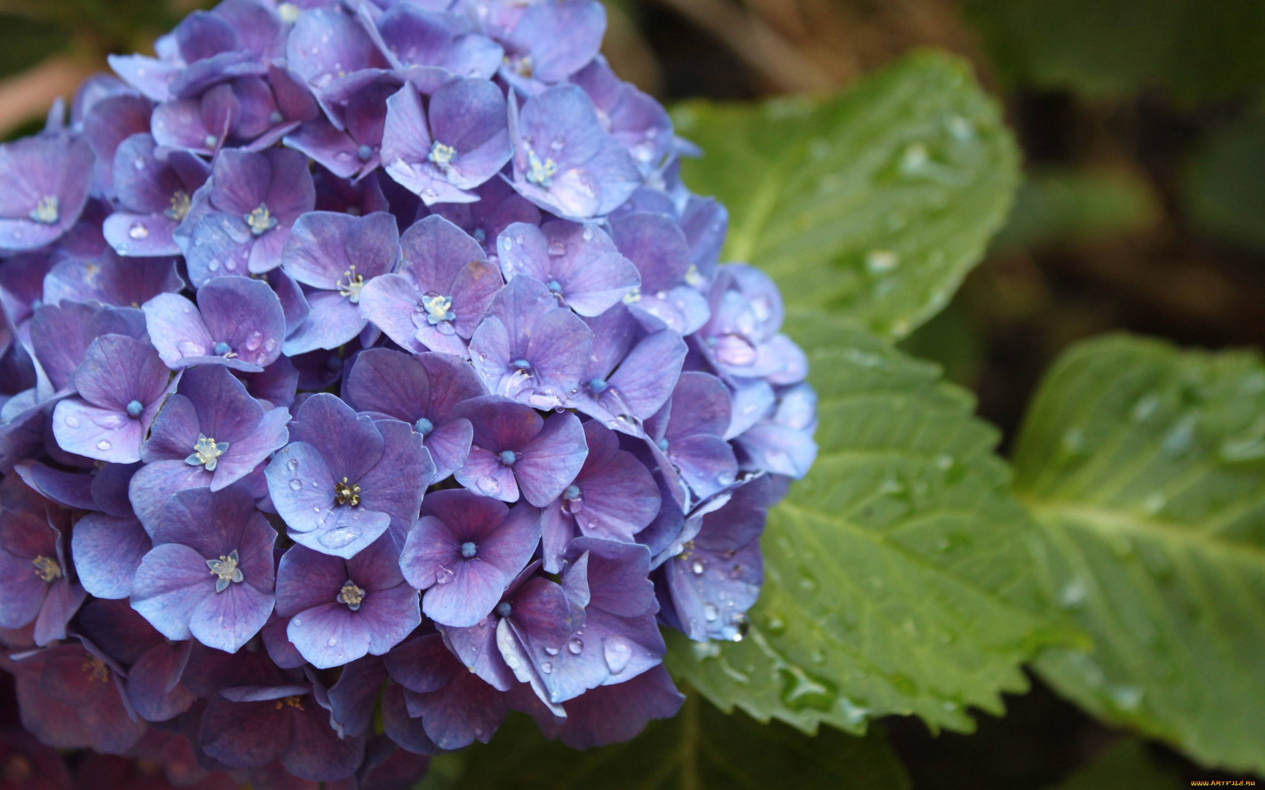 цветы, гортензия, капли