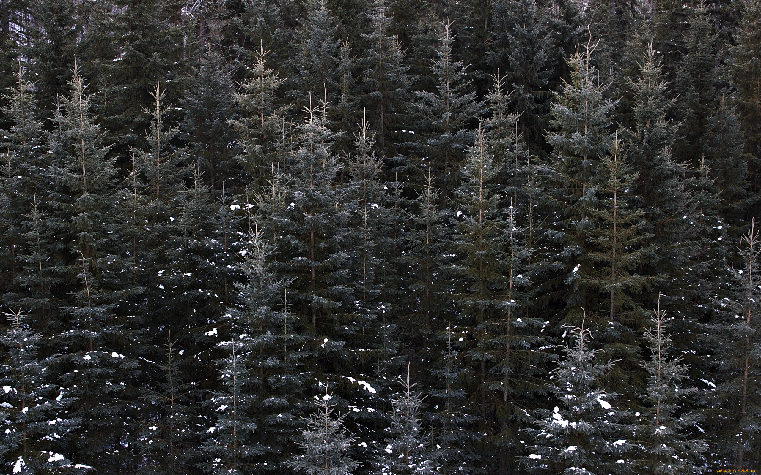 природа, лес, елки