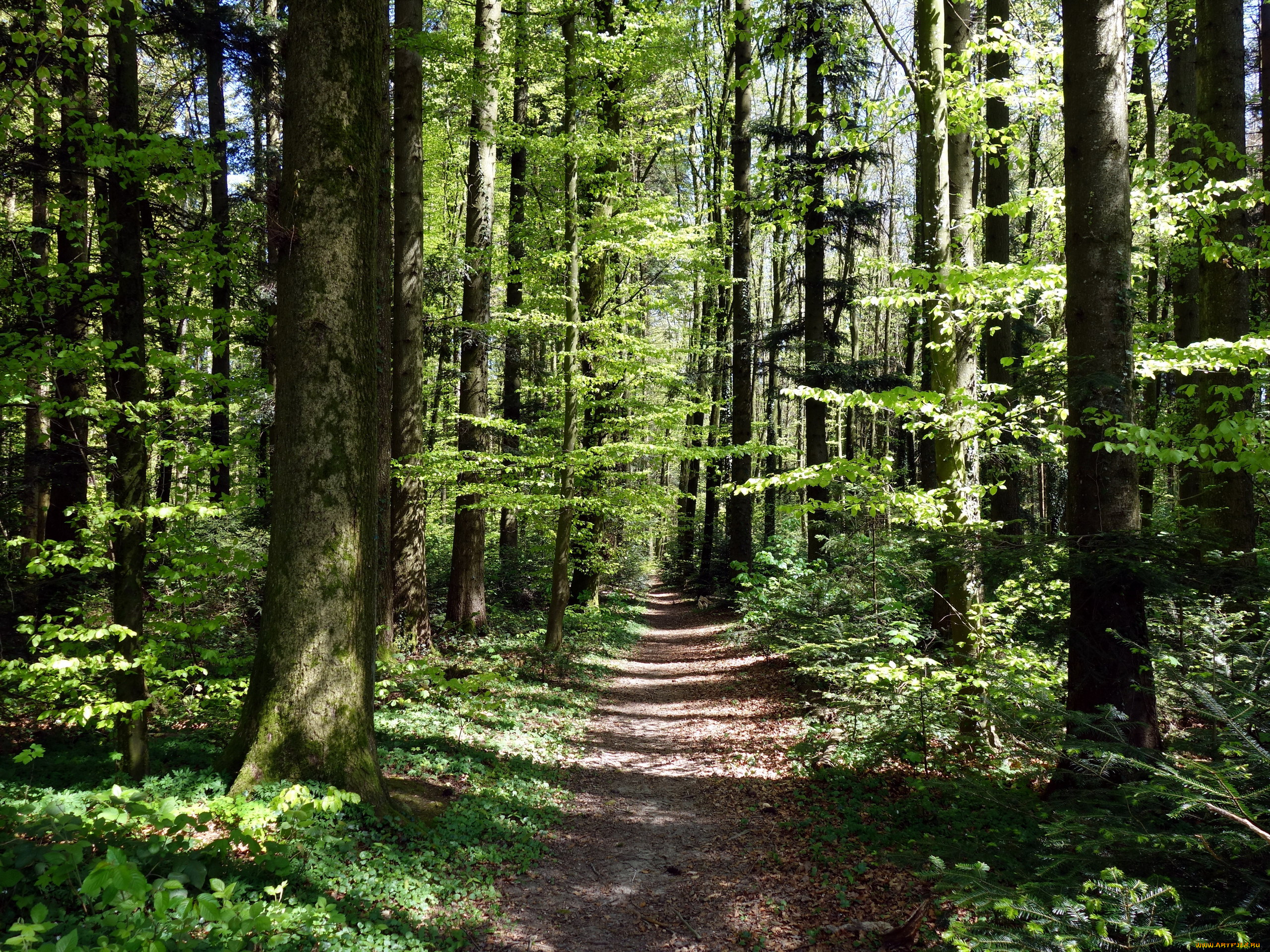 природа, лес, тропинка, трава, деревья