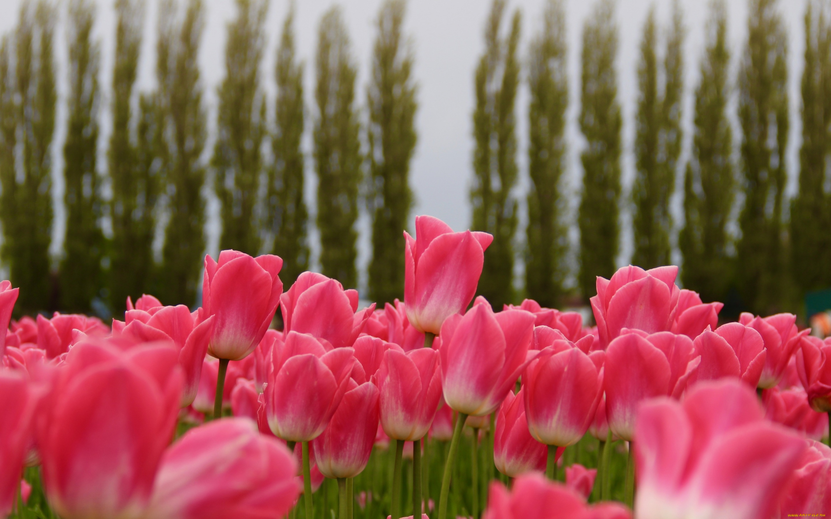 цветы, тюльпаны, небо