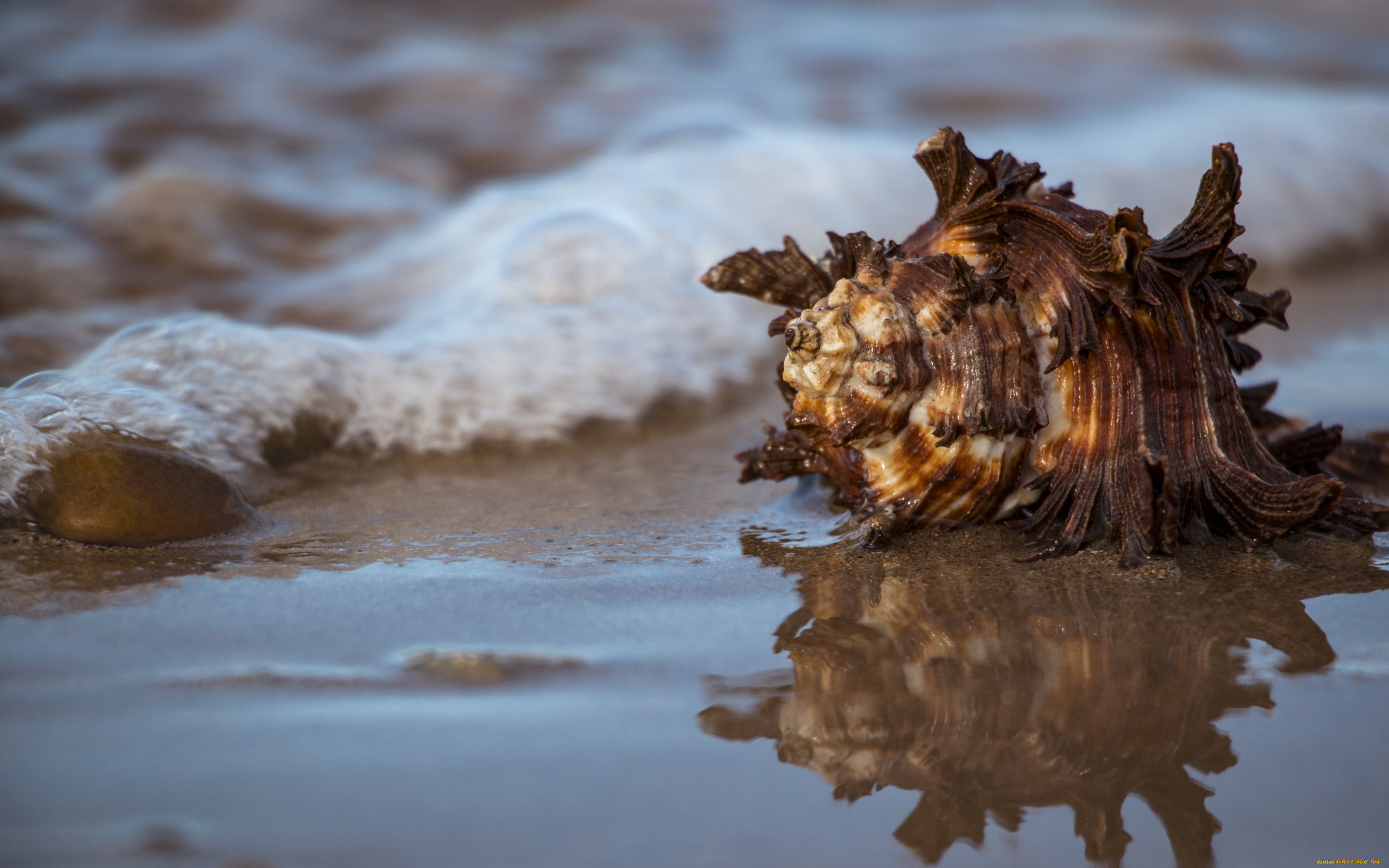 разное, ракушки, , кораллы, , декоративные, и, spa-камни, море, вода, ракушка, отражение