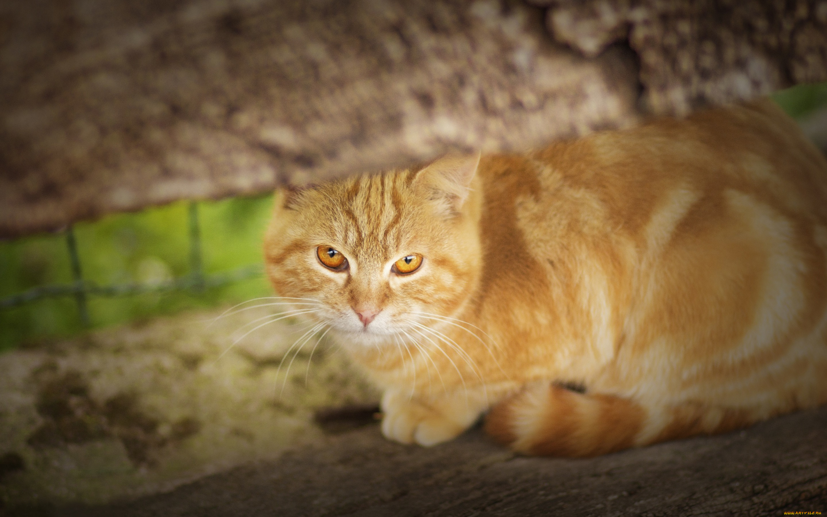 животные, коты, рыжий, кот, рыжая, взгляд, кошка