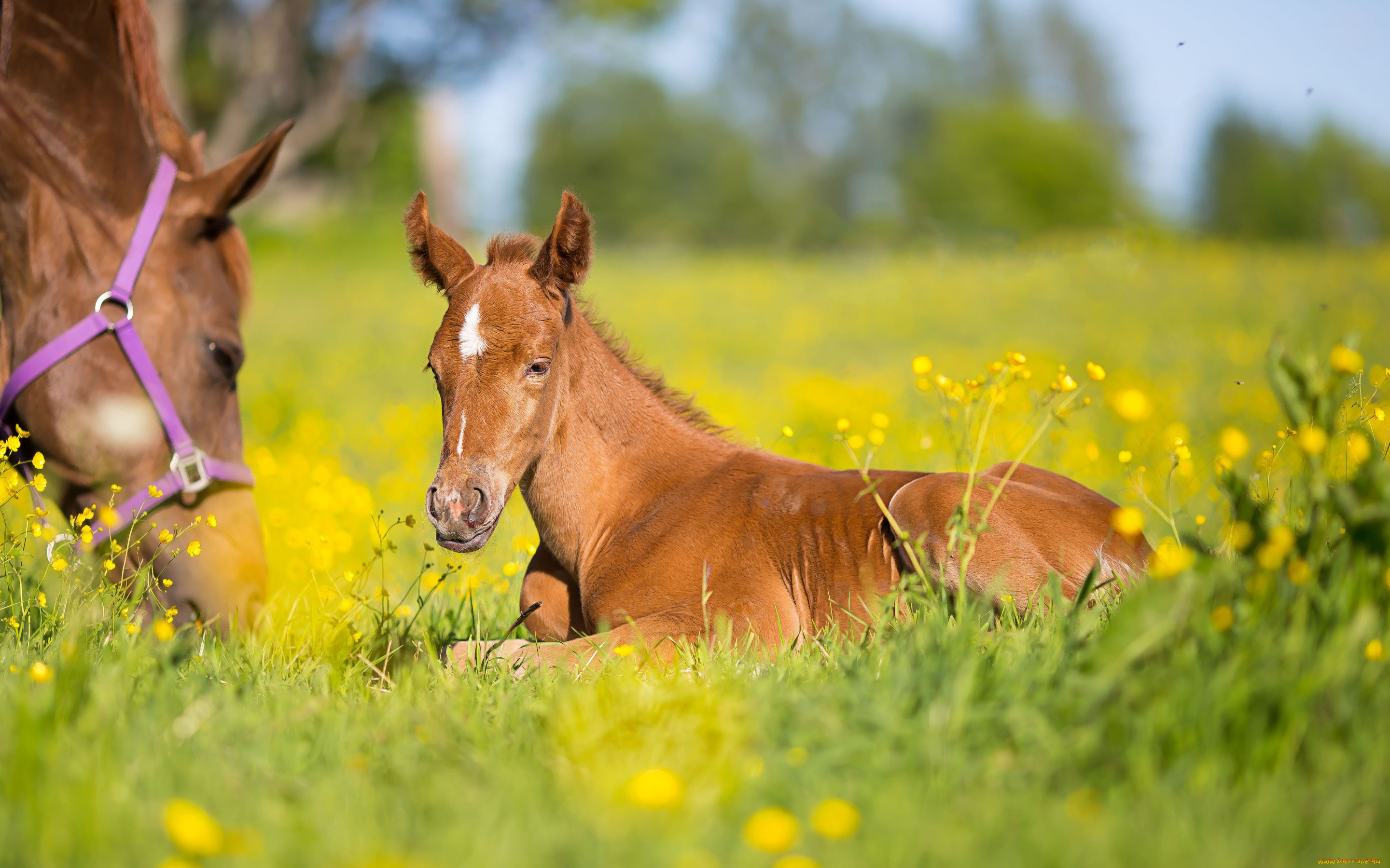 животные, лошади, луг, лошадь, жеребёнок, боке