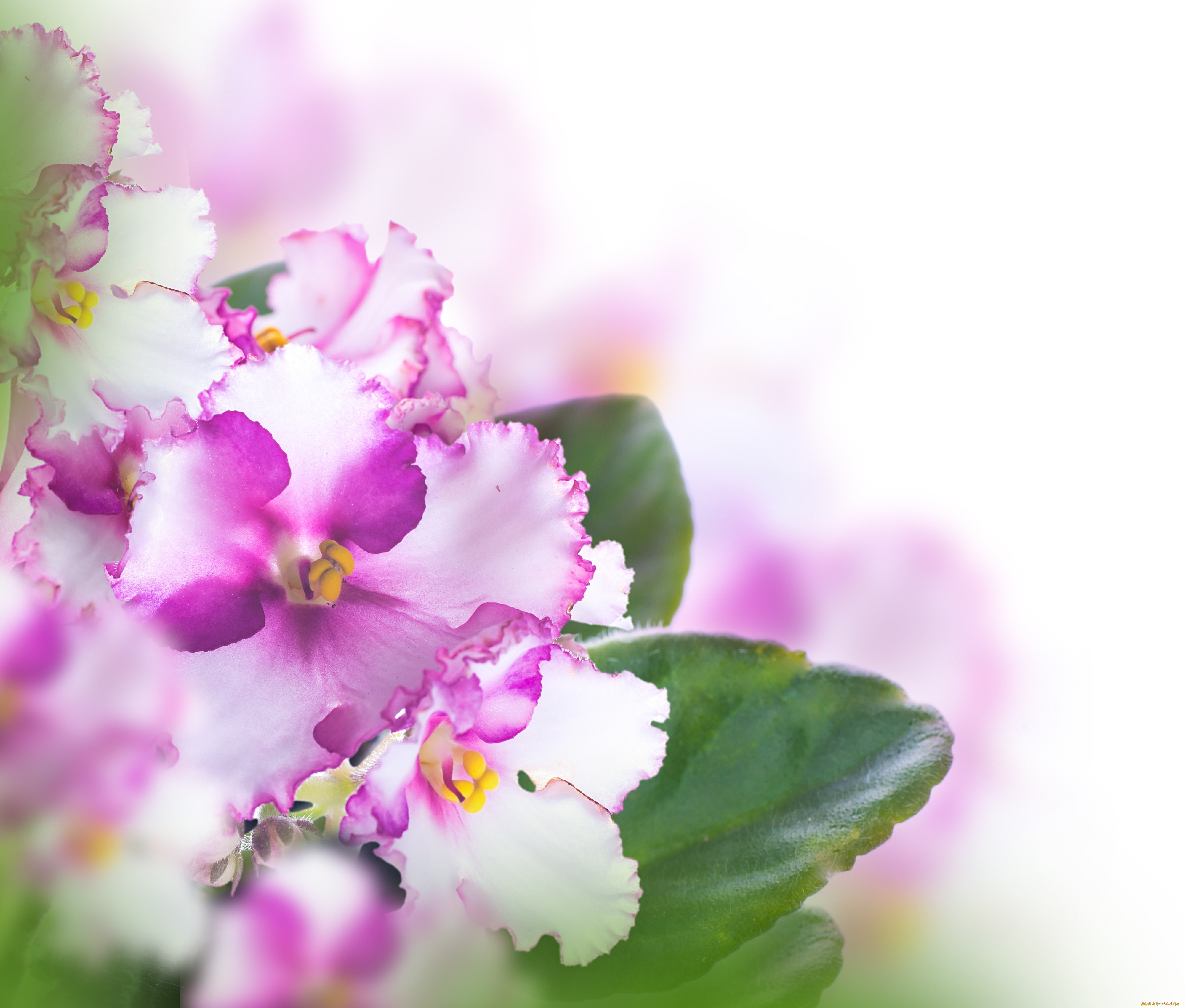 цветы, анютины, глазки, , садовые, фиалки, фиолетовые, листья