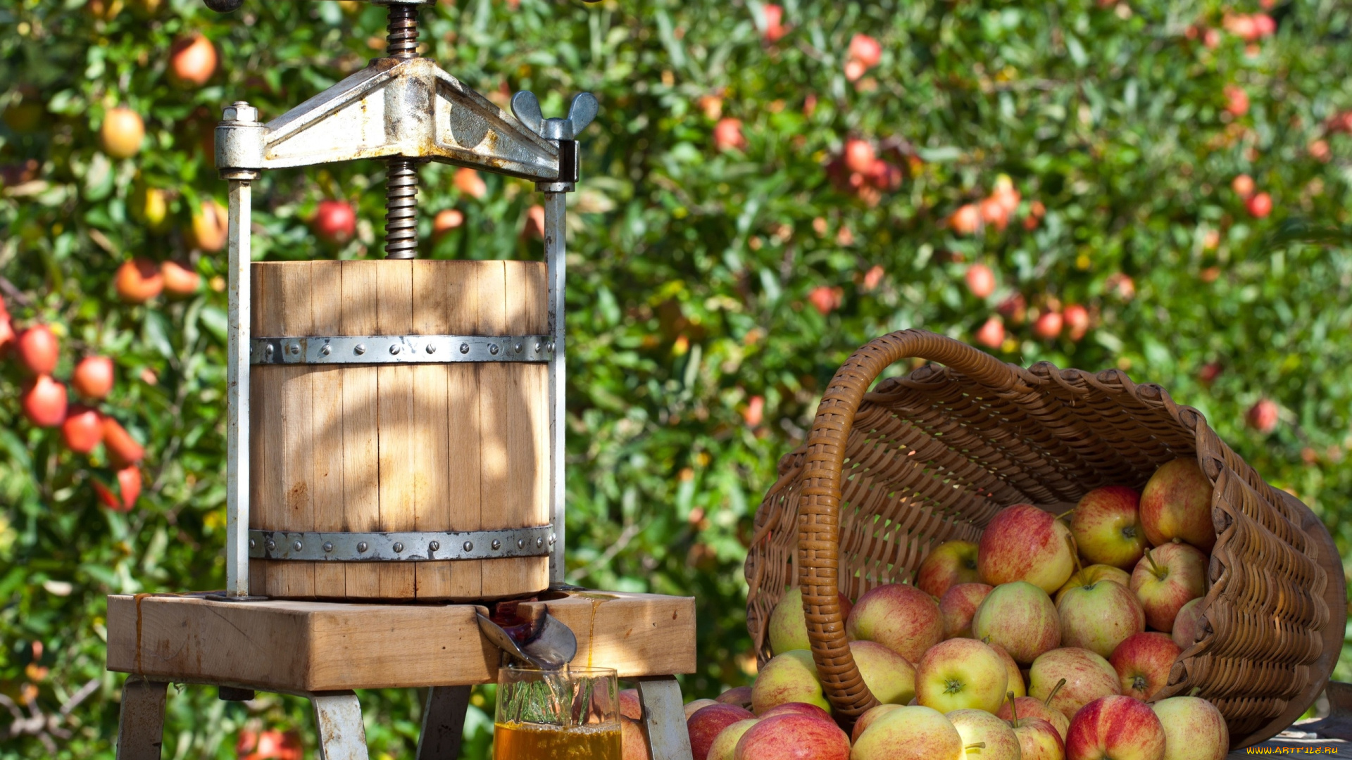 еда, Яблоки, яблоки