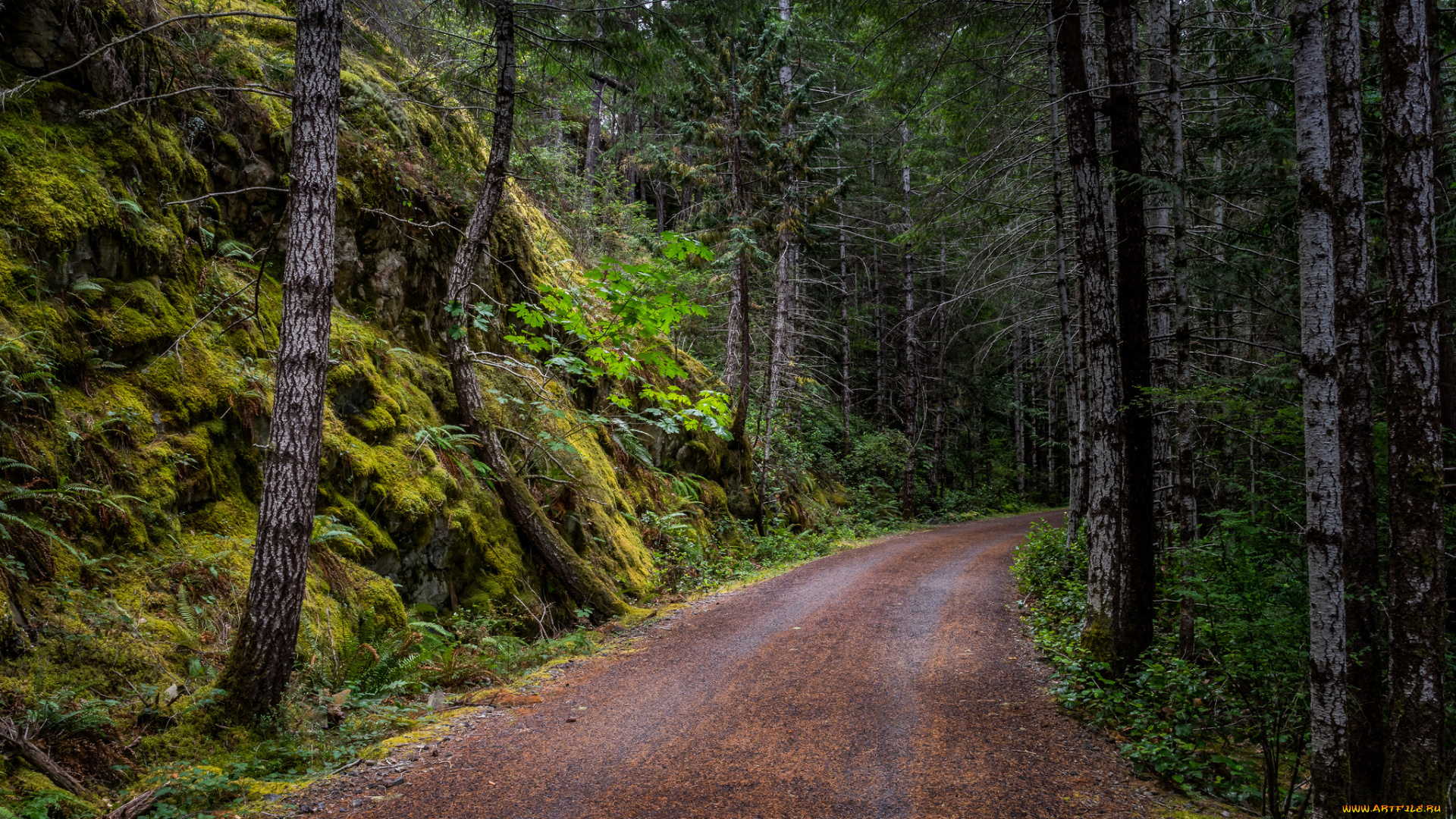 природа, дороги, простор