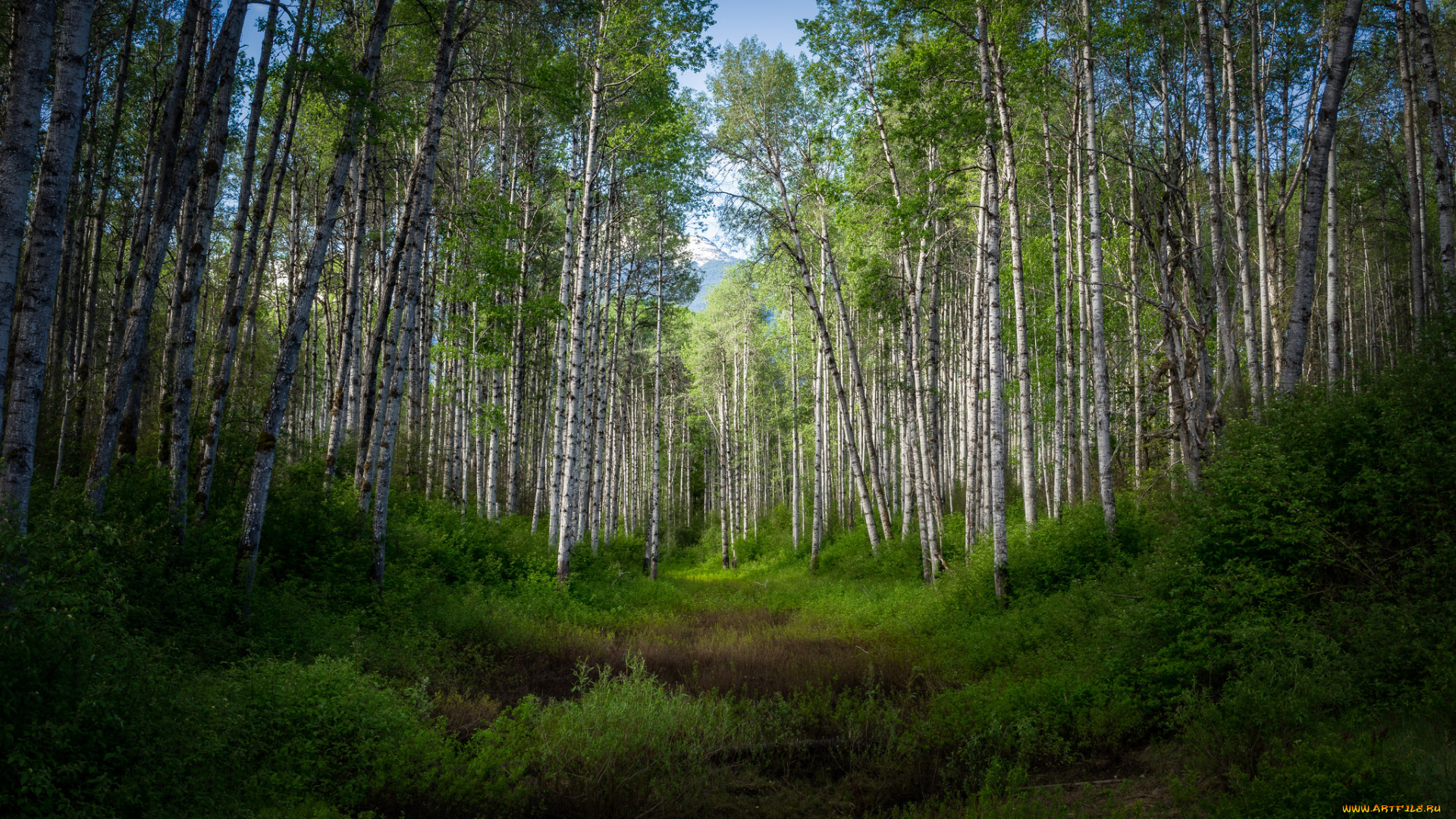 природа, лес, простор