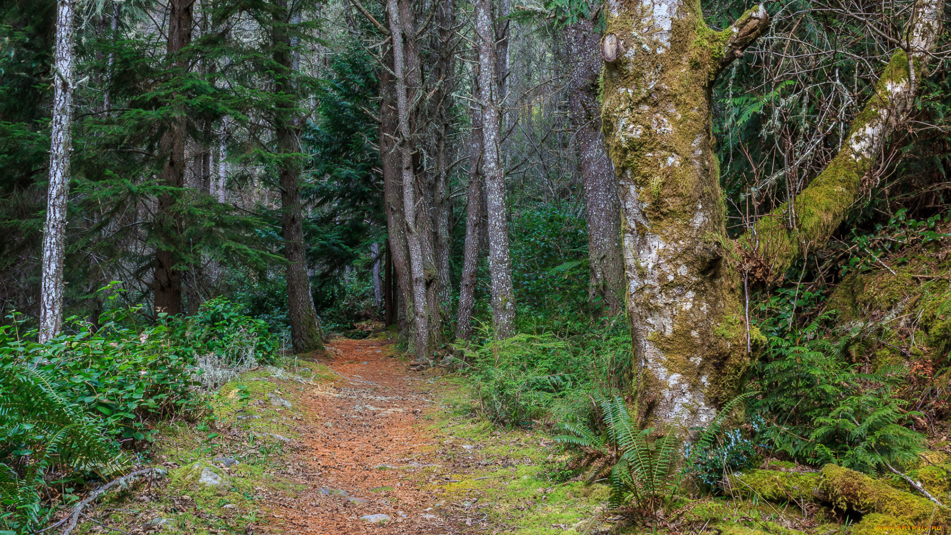 природа, лес, простор