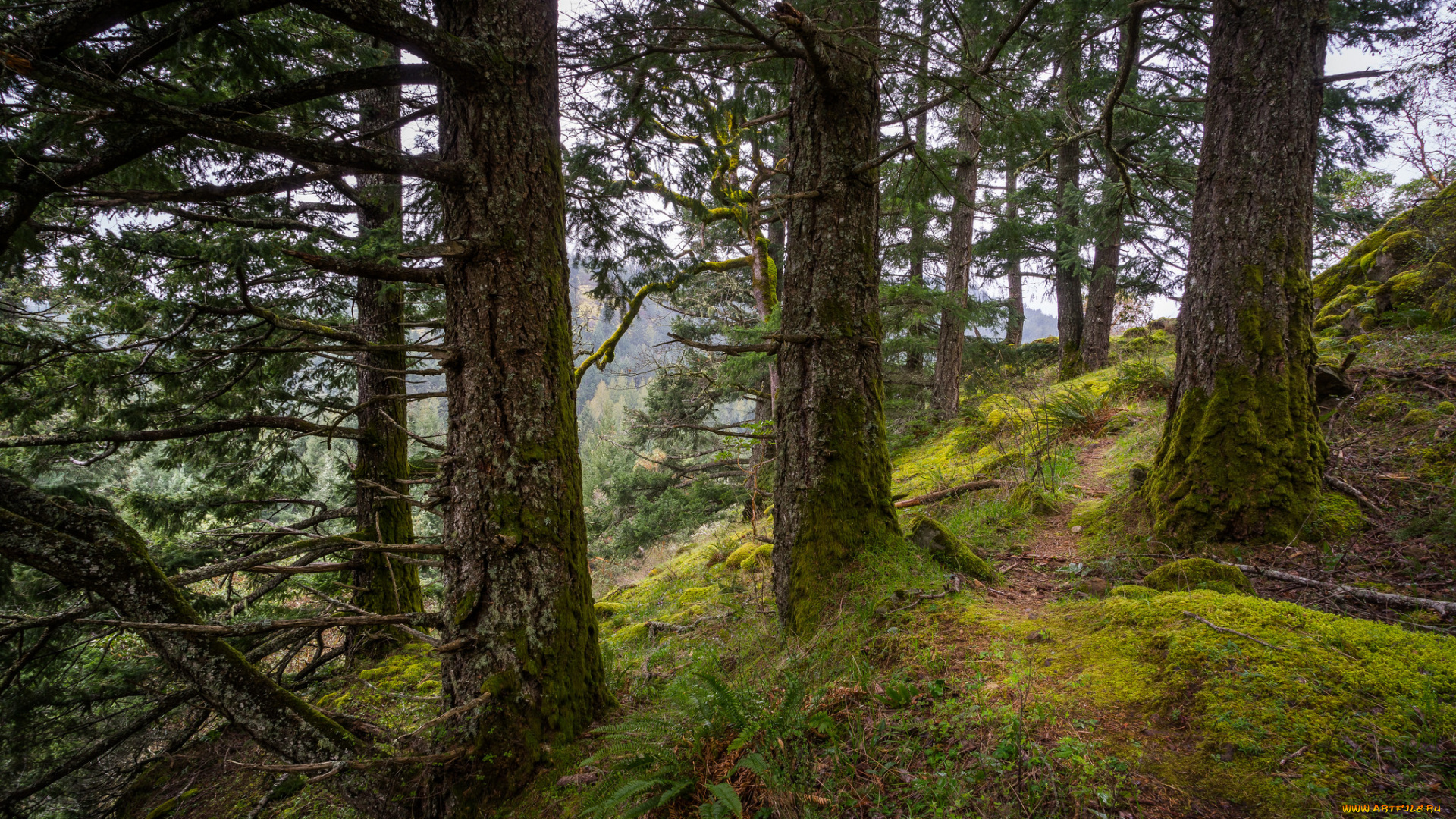 природа, лес, простор