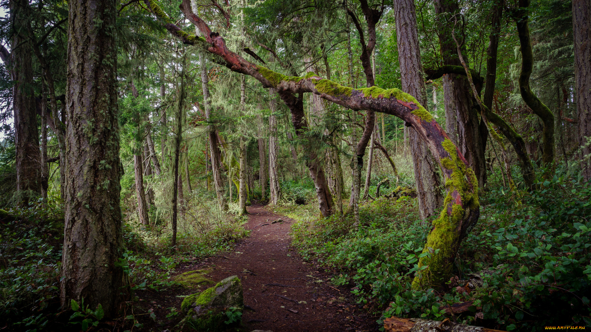 природа, лес, простор