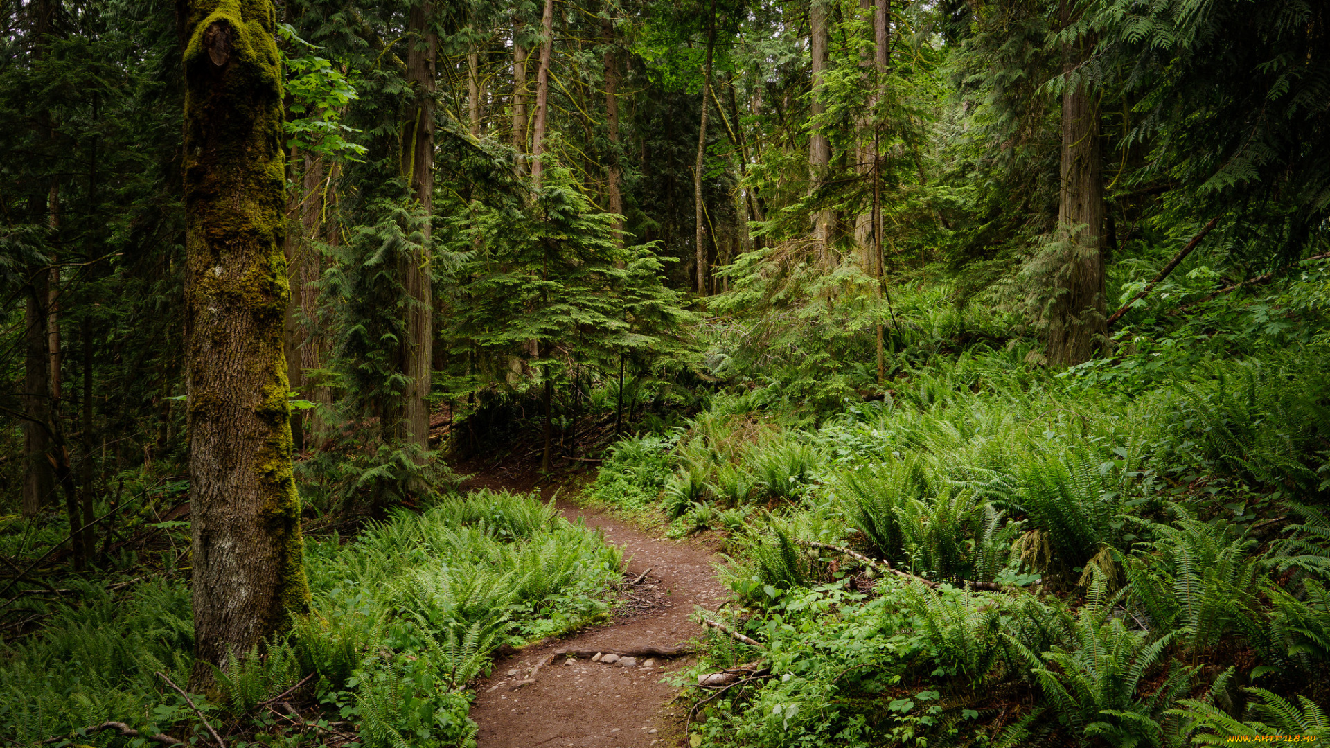 природа, лес, простор