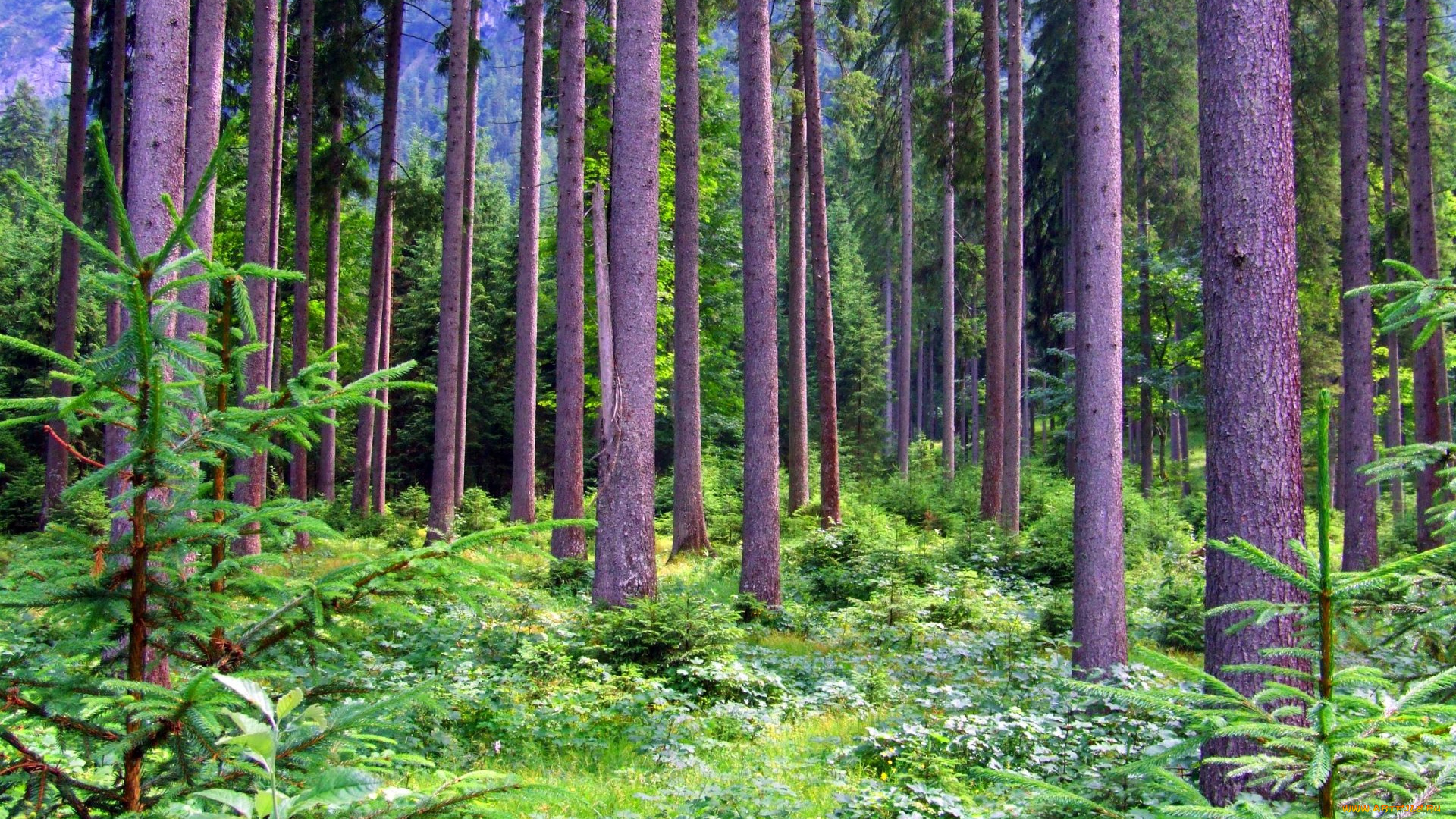 природа, лес, сосны, елочки