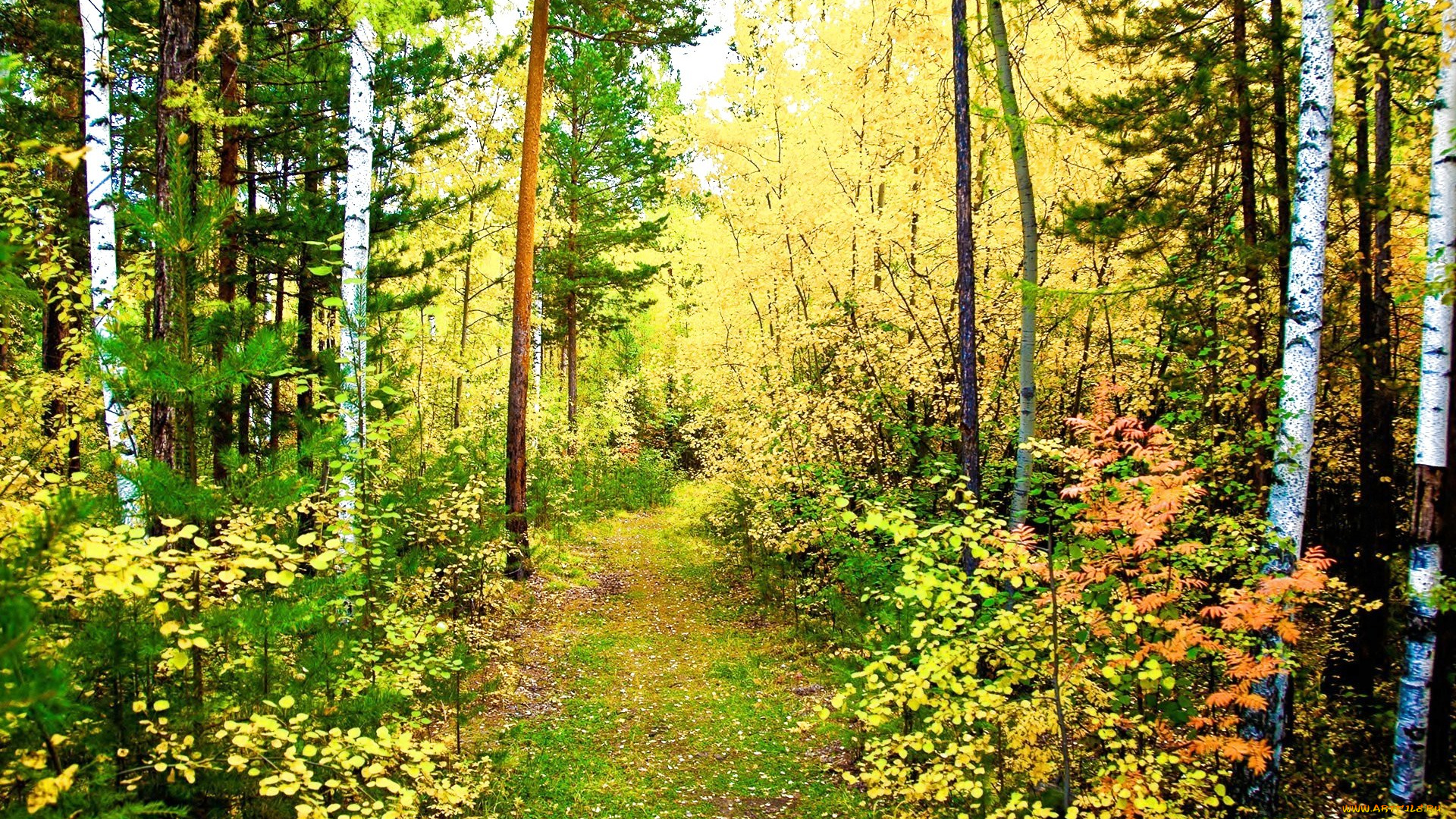 природа, лес, тропинка, осень