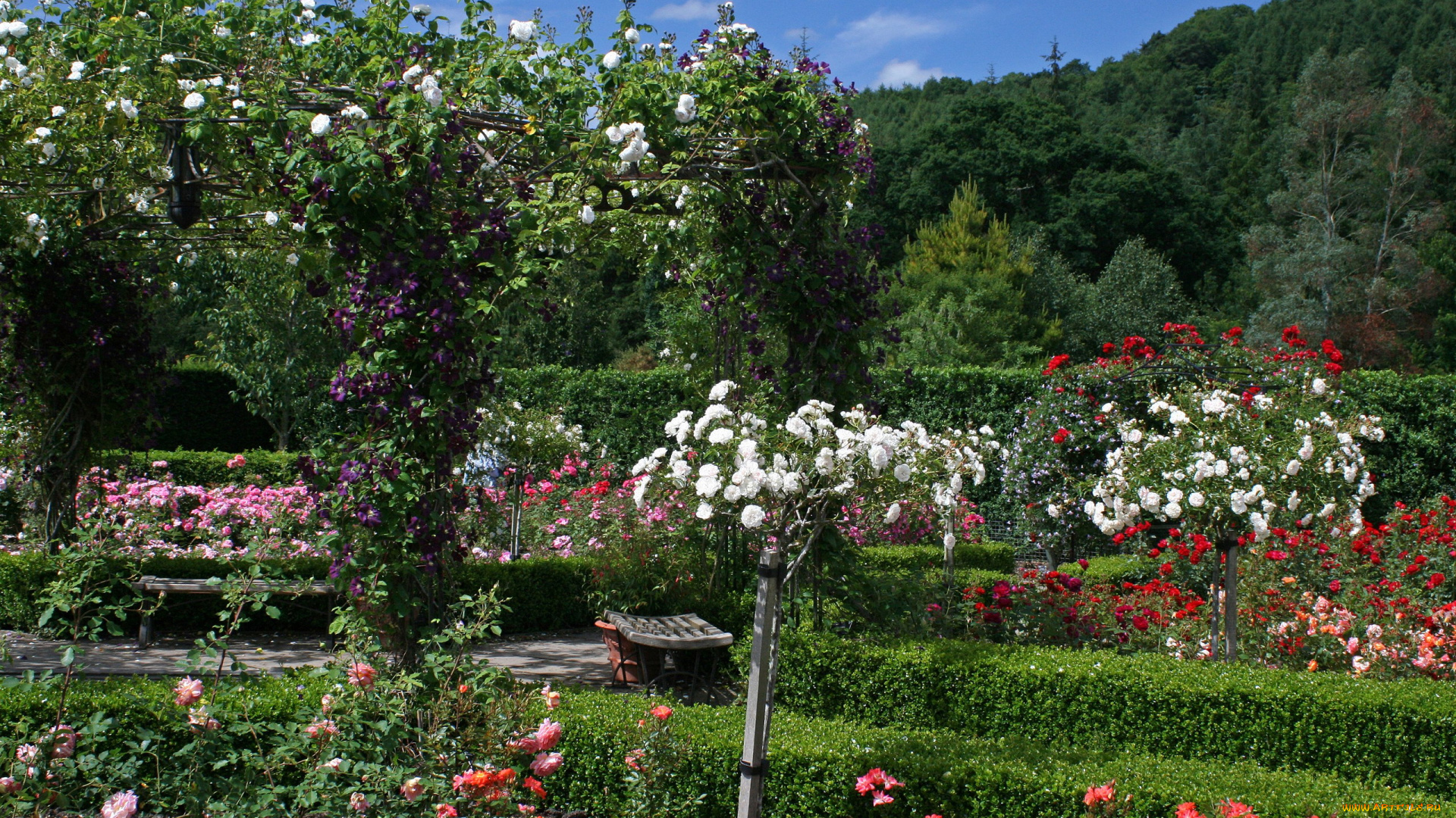 природа, парк, розарий