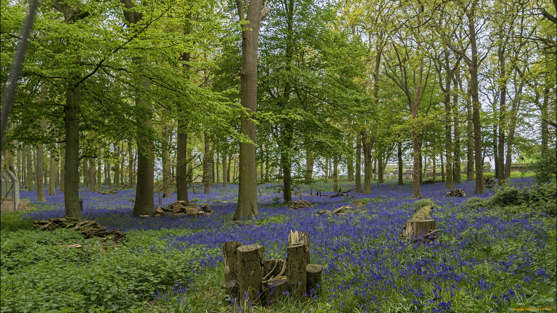 природа, поля, простор