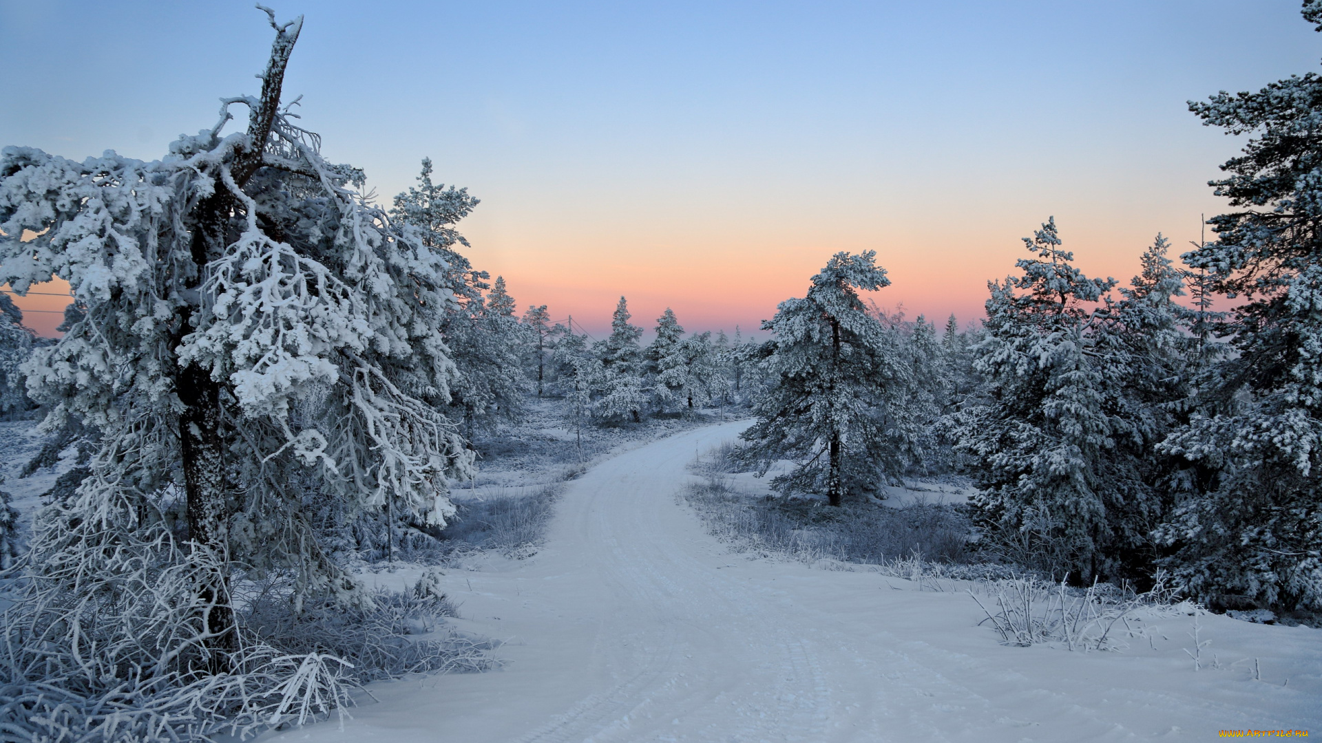 природа, зима, снег, иней