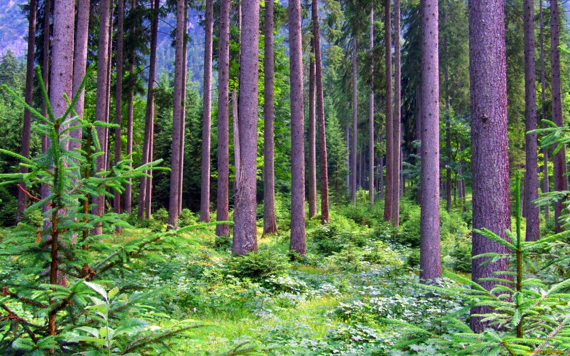 природа, лес, сосны, елочки