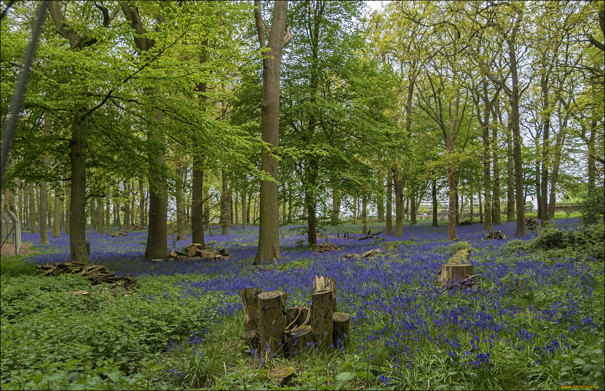 природа, поля, простор