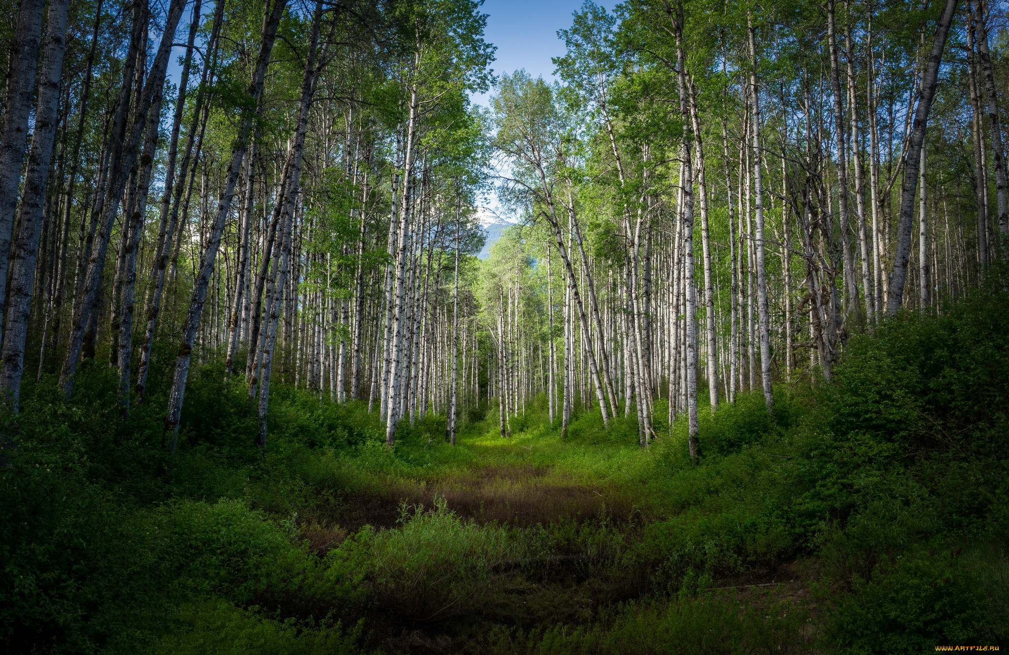 природа, лес, простор