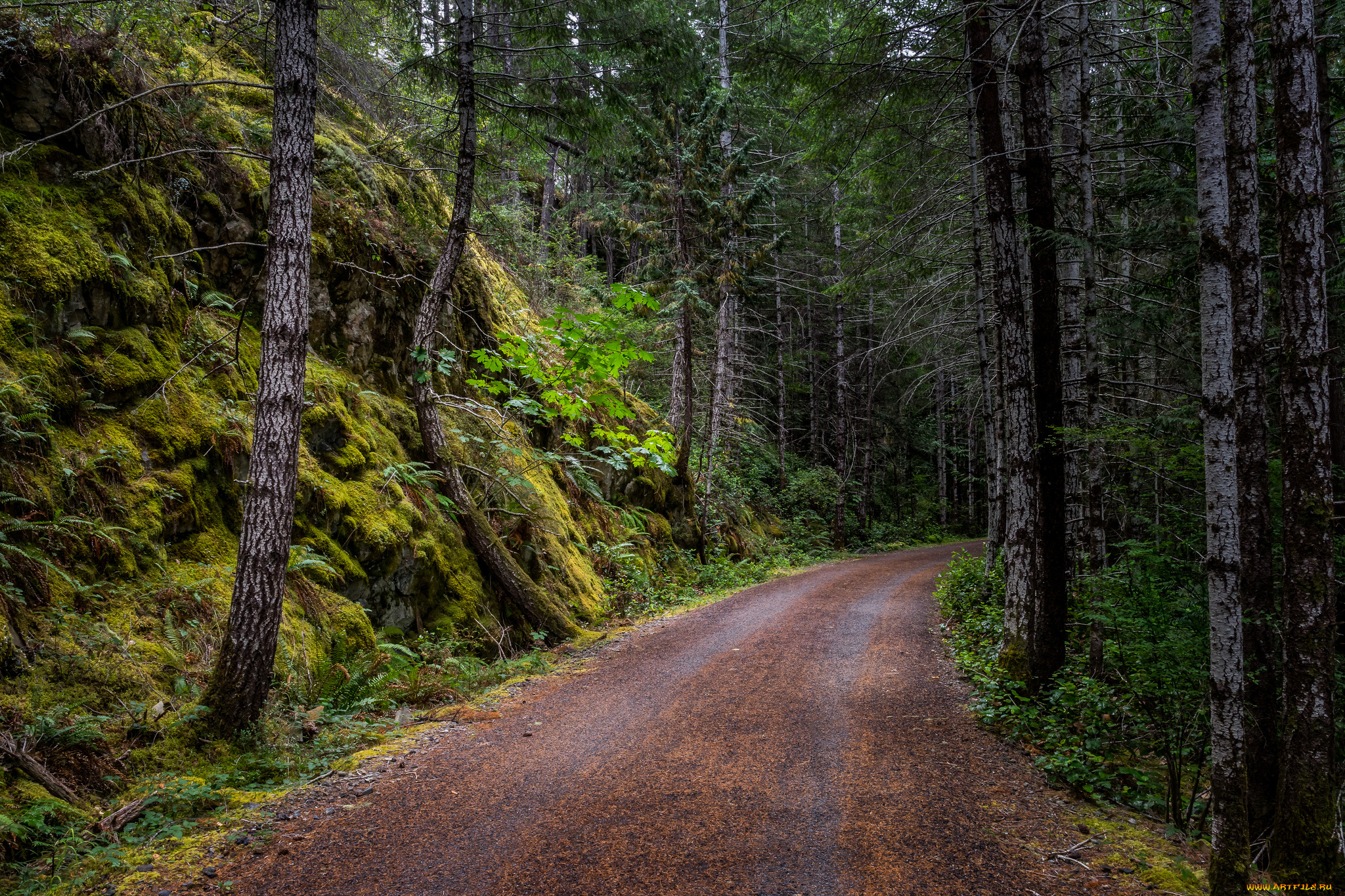 природа, дороги, простор