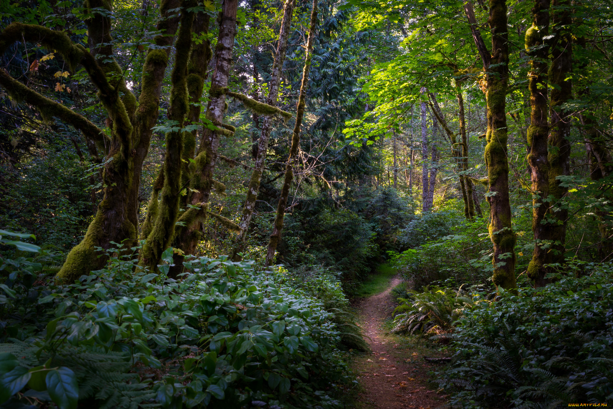 природа, лес, простор