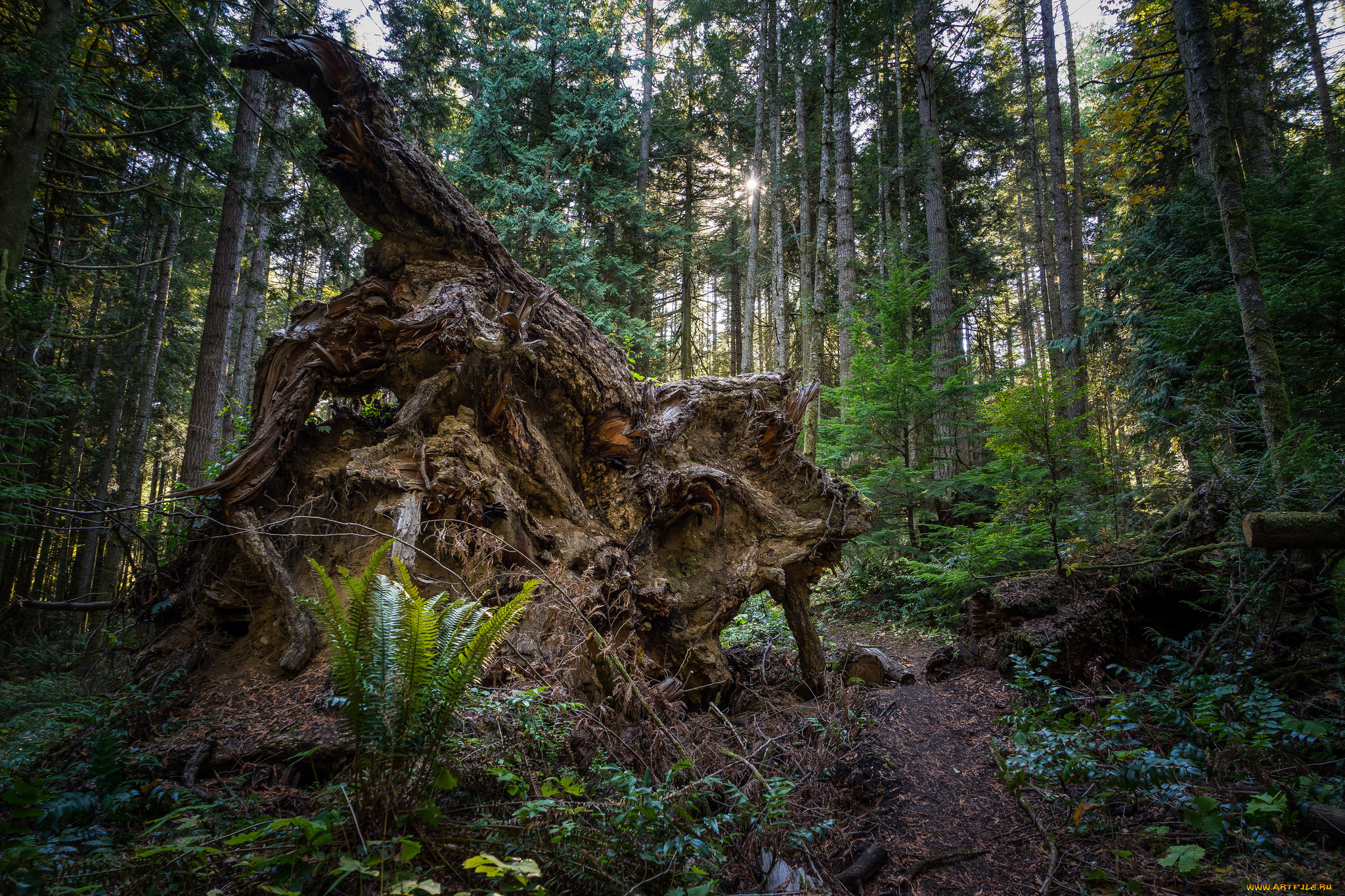 природа, лес, простор