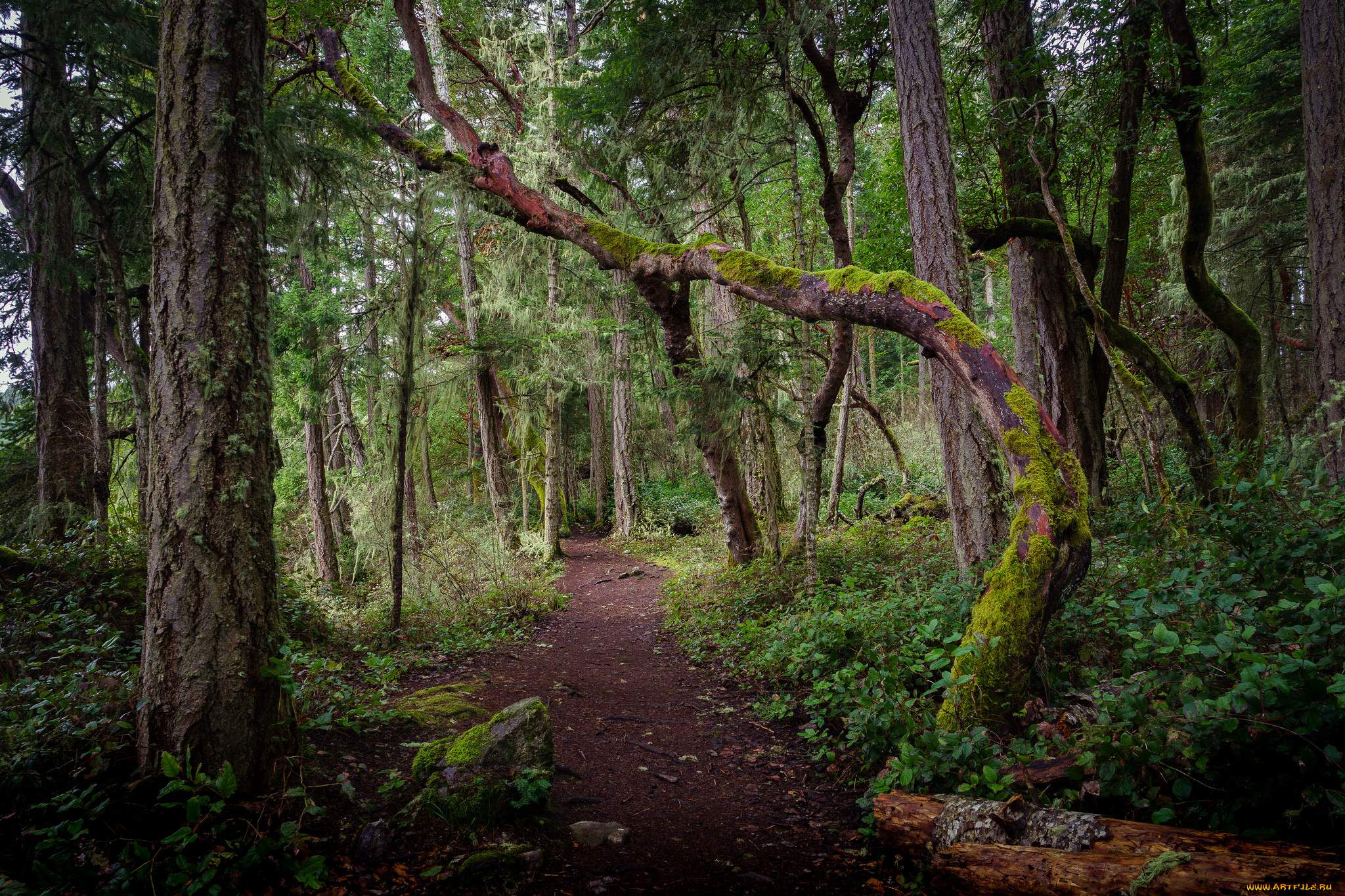 природа, лес, простор