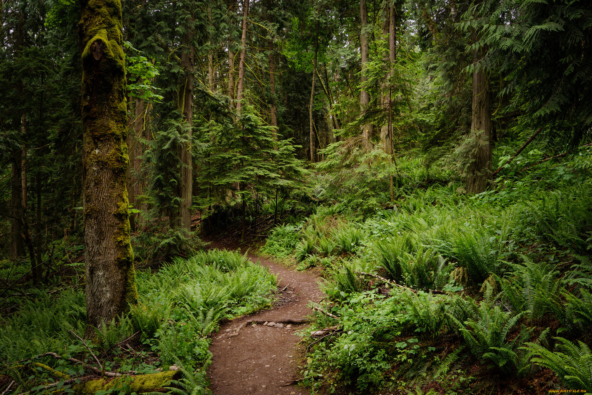 природа, лес, простор