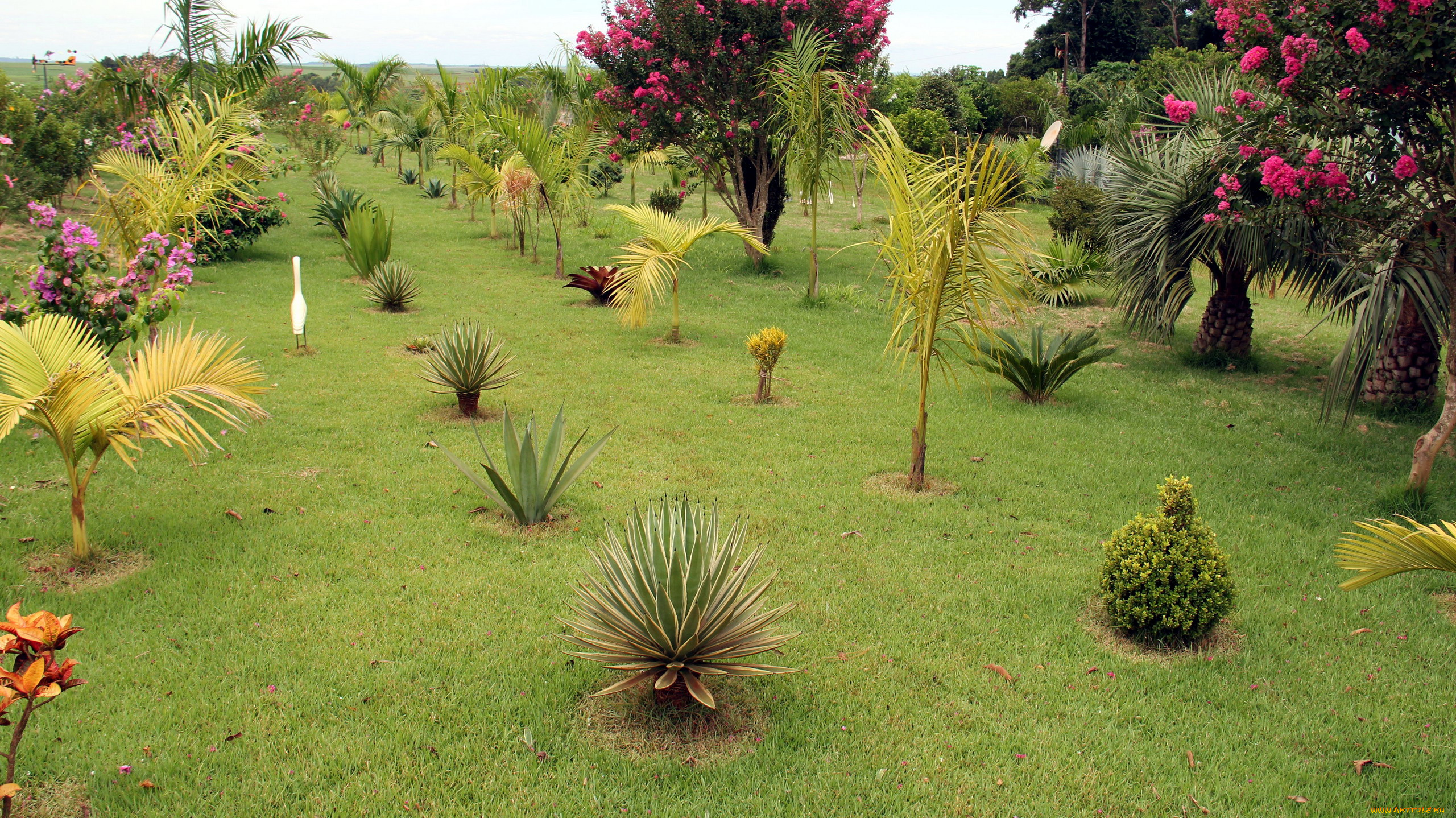 природа, парк, пальмы