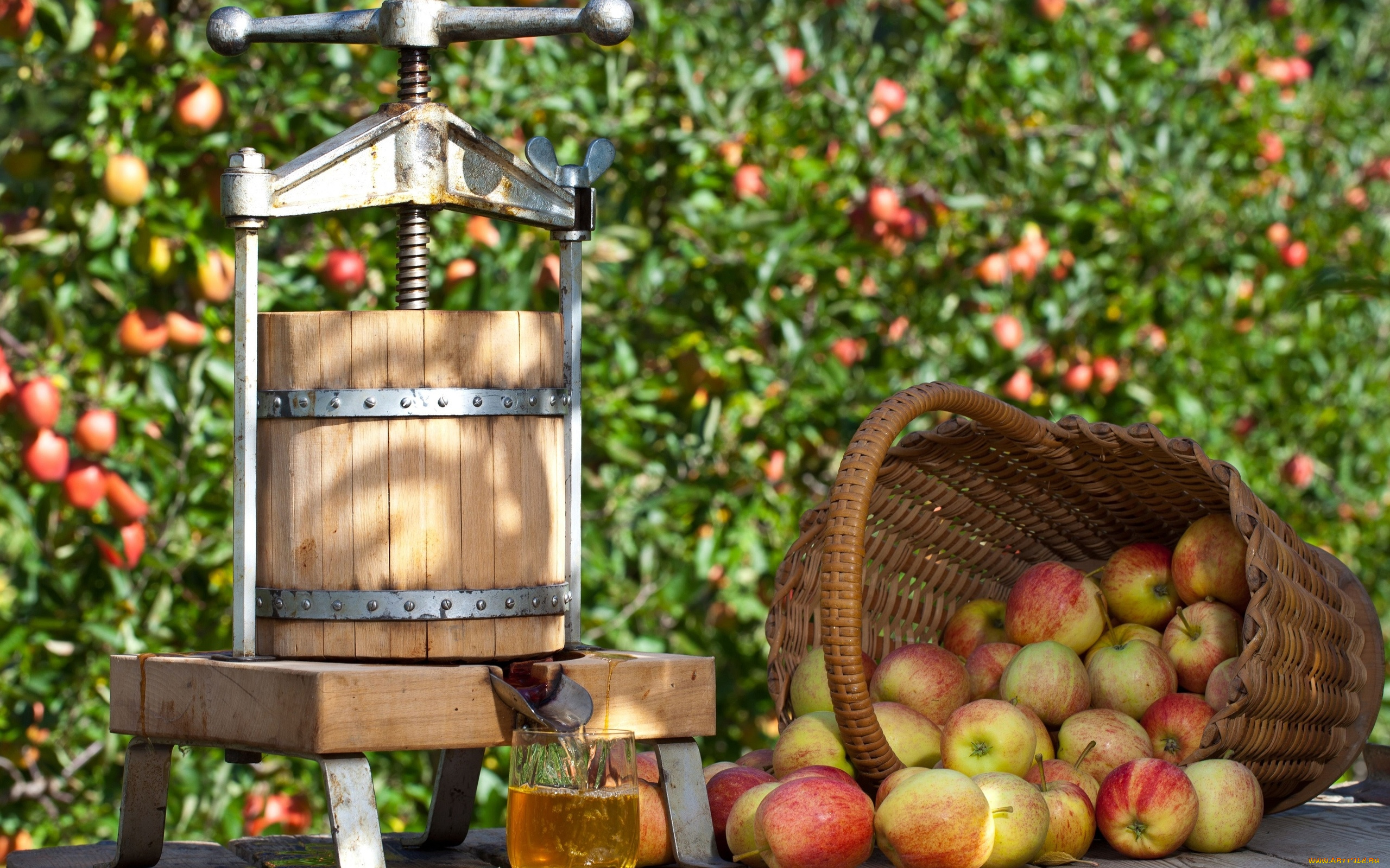 еда, Яблоки, яблоки